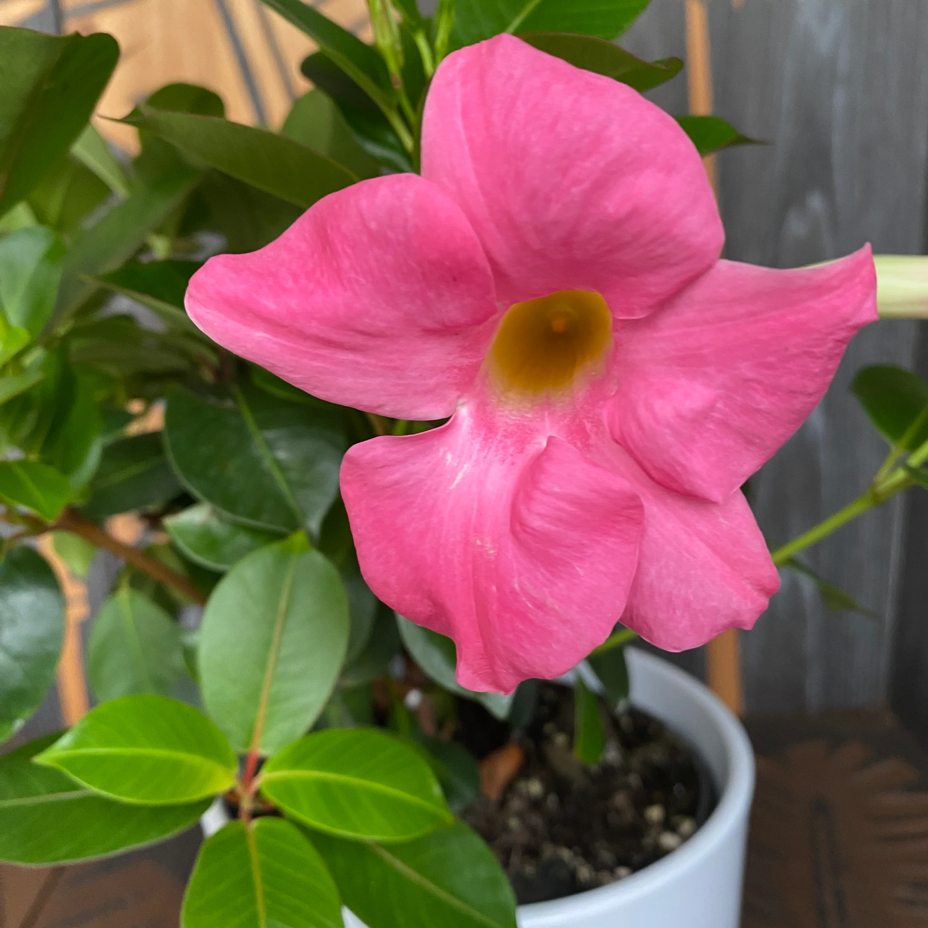 Mandevilla roz – Sundaville Pink H40 cm (flori roz parfumate)