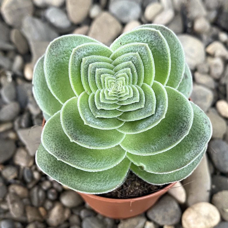 Crassula capitella var. turrita