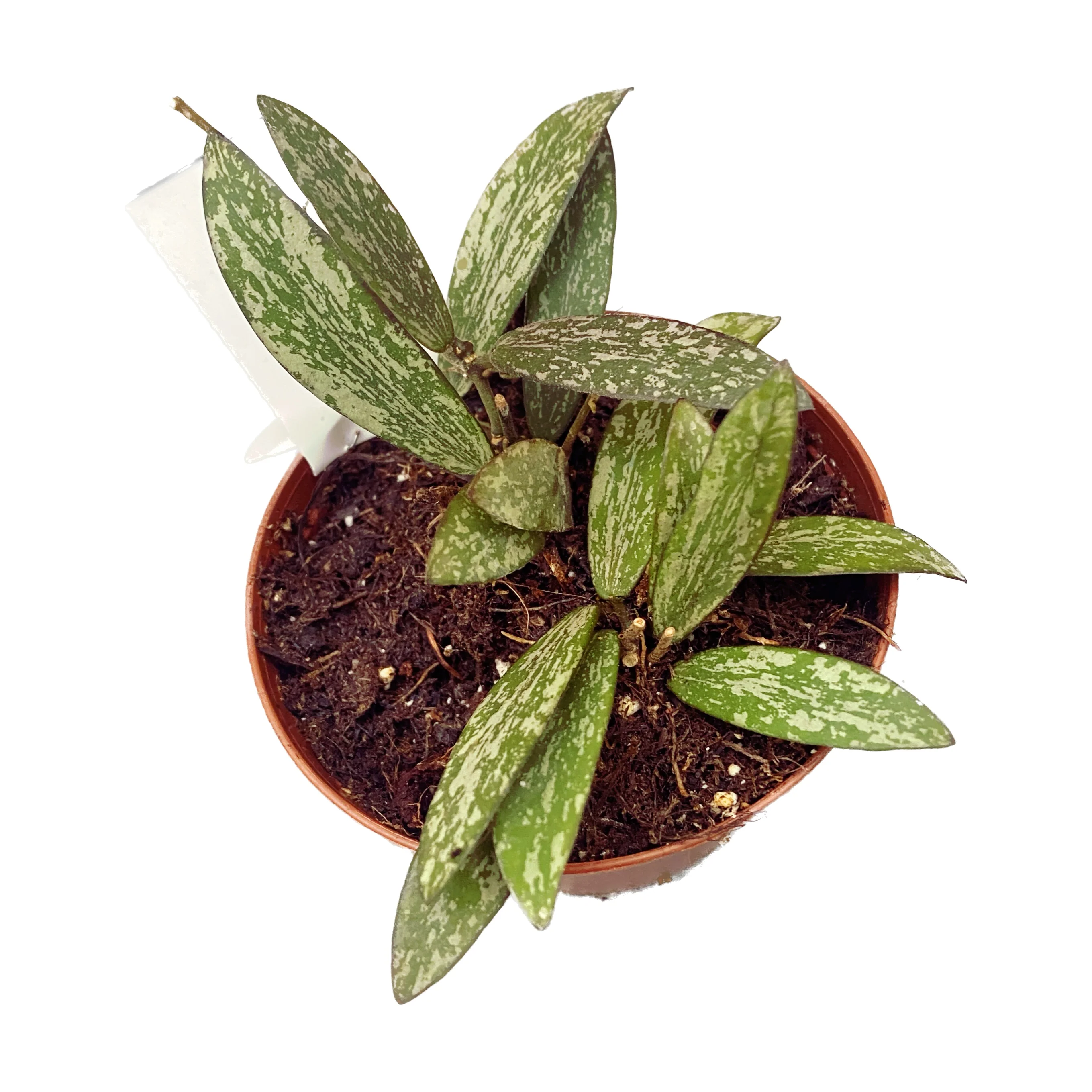 Hoya sigillatis D8