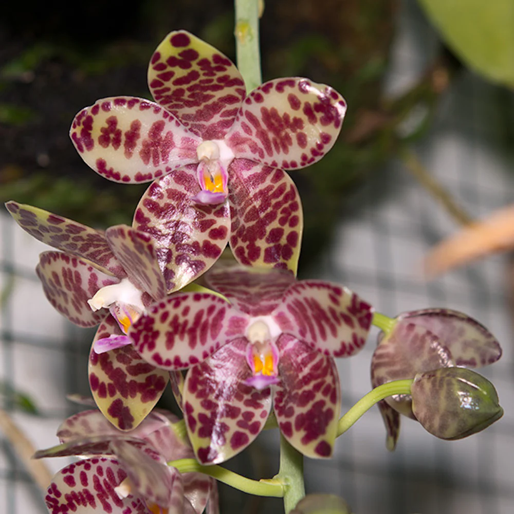 Phalaenopsis gigantea * parfumata