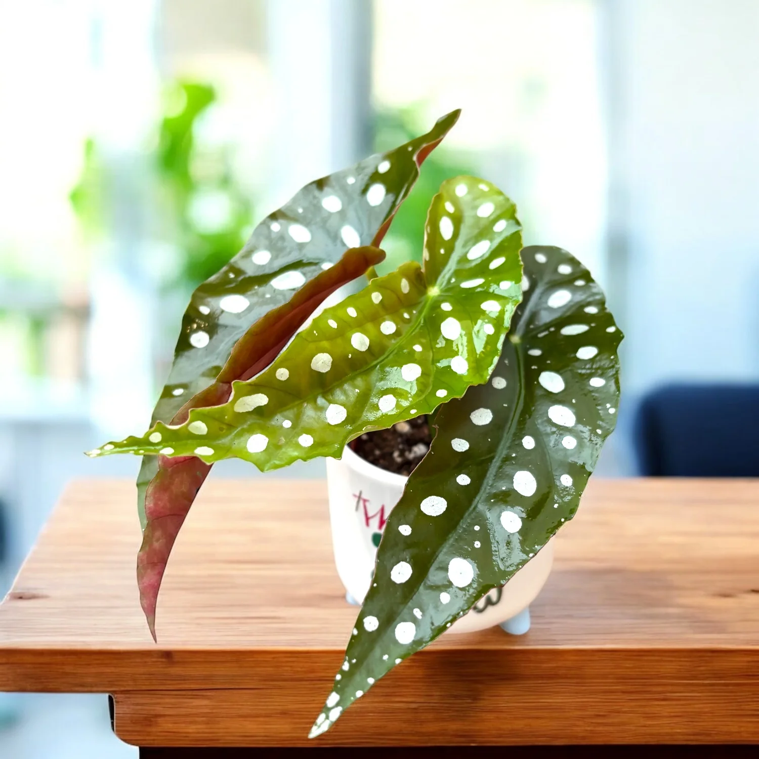 Begonia Maculata (Polka Dot Begonia) – babyplant