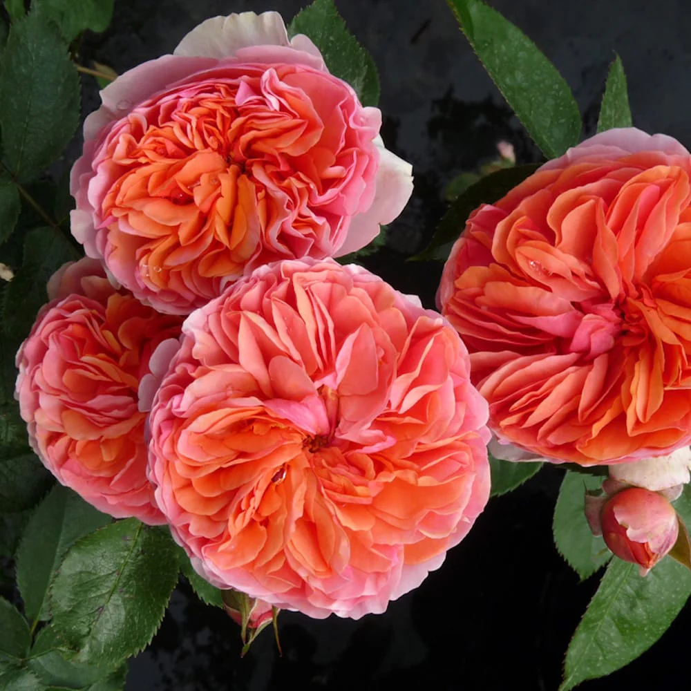 Rosa ‘Chippendale’® – Trandafir teahibrid, puternic parfumat