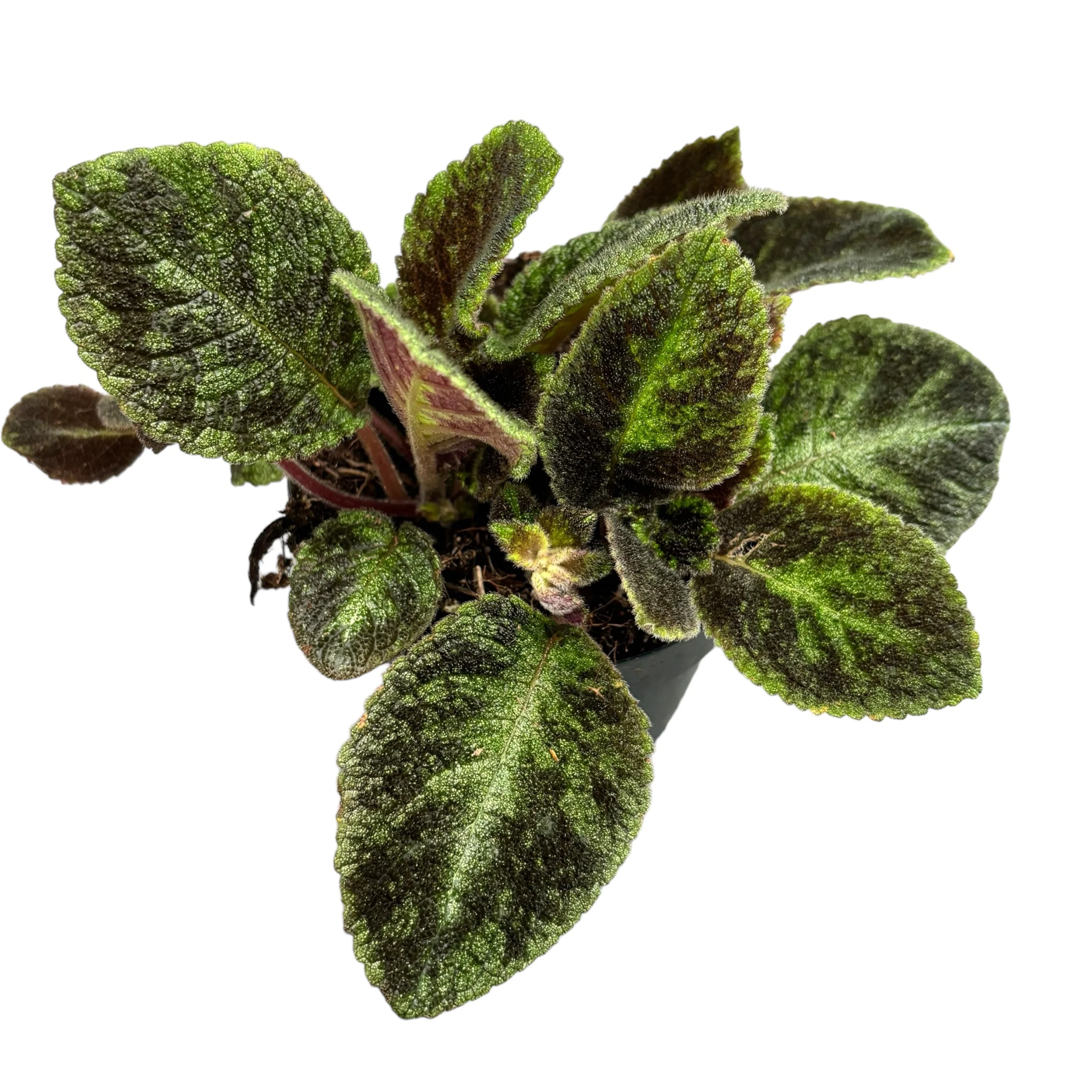 Episcia 'Emerald Velvet’