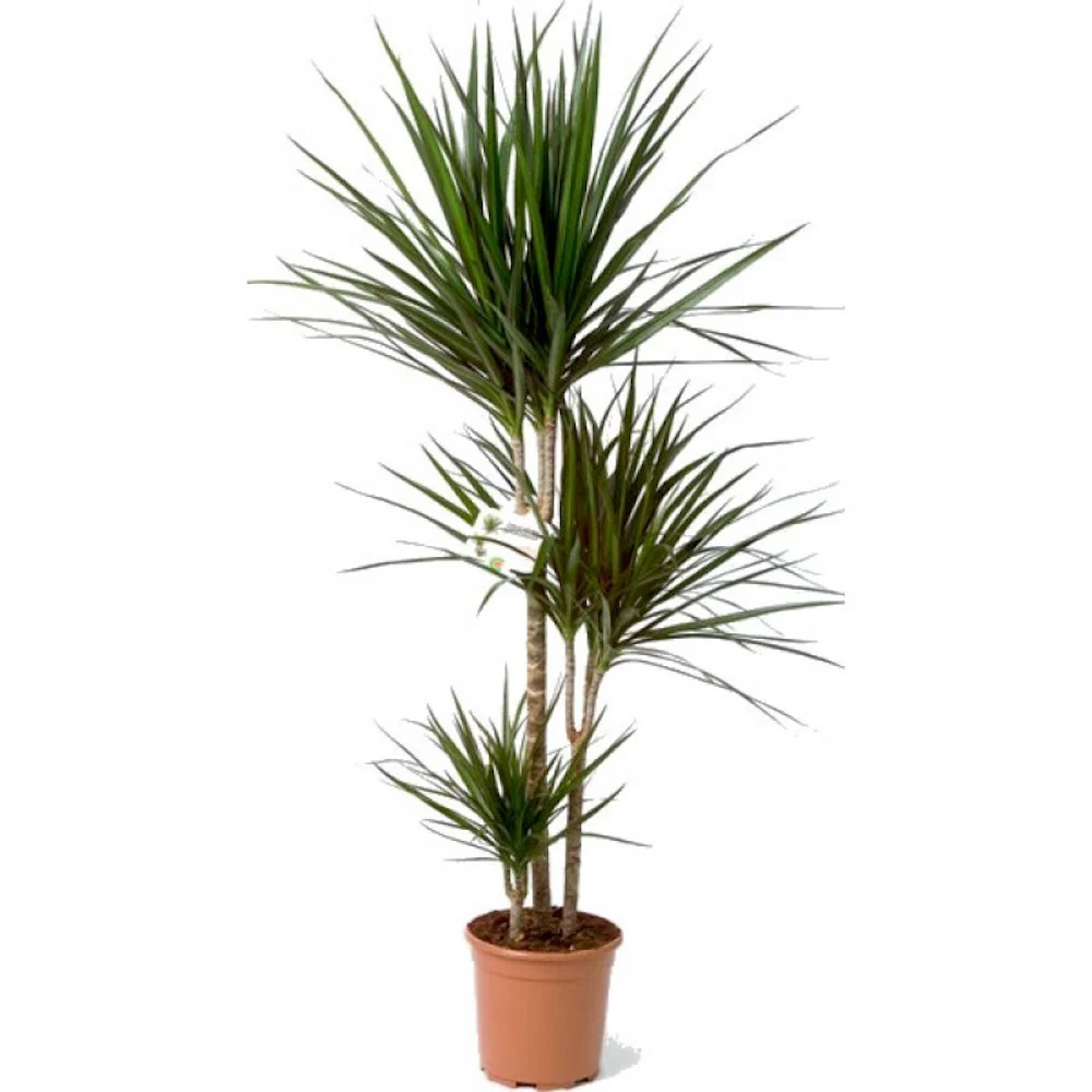Dracaena Marginata 3 tulpini H125 cm