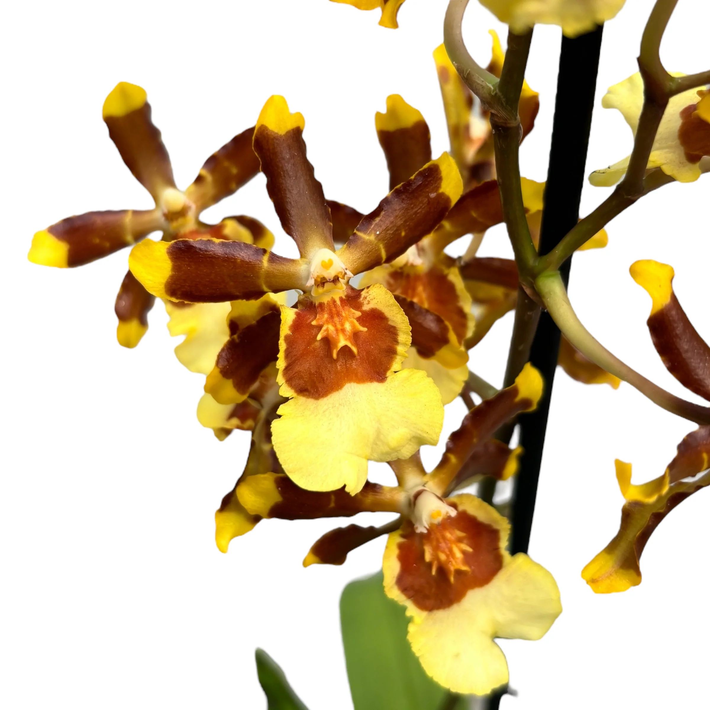 Colmanara tropic Jungle *parfumata