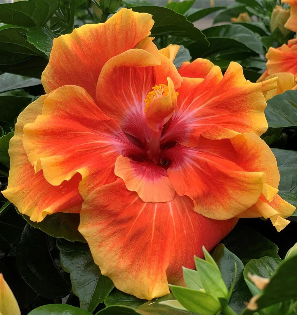 Hibiscus Long Life ‘Apollo Double’ – hibiscus cu flori duble, spectaculoase
