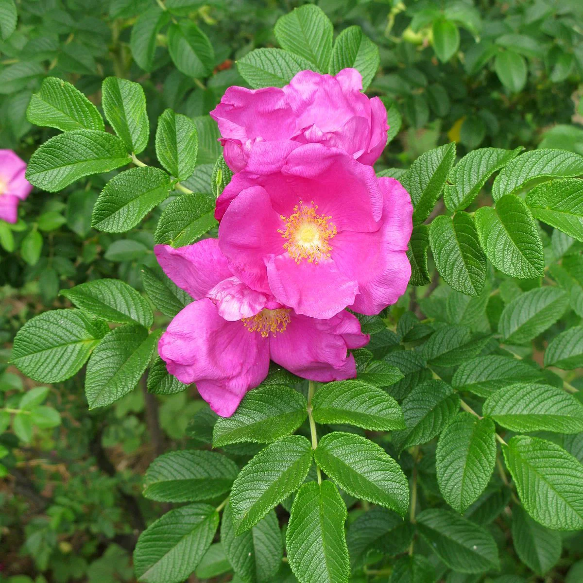 Rosa rugosa 'Rosa Zwerg’ – Trandafir flori foarte parfumate