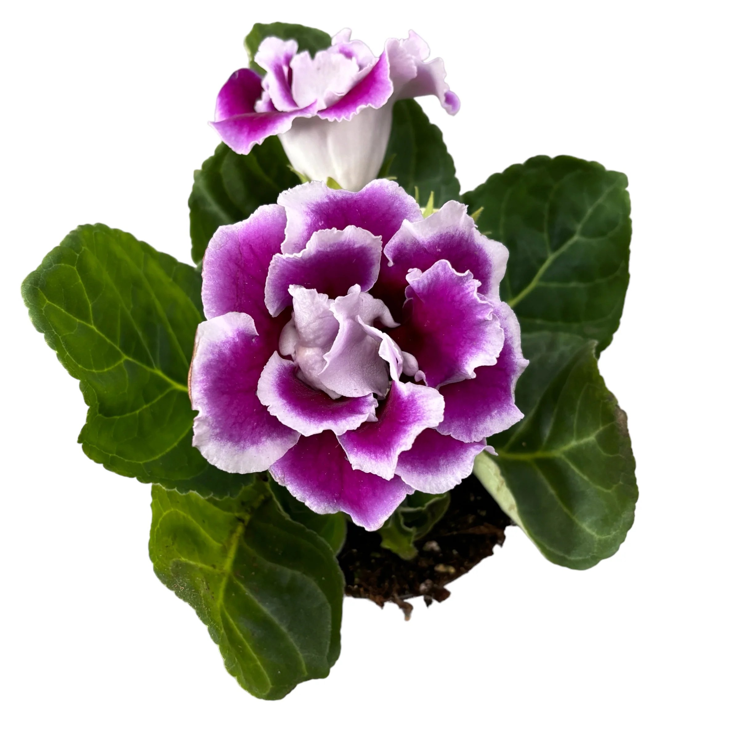 Sinningia Brocade – Gloxinia Sonata floarea bicolora dubla mov-alb