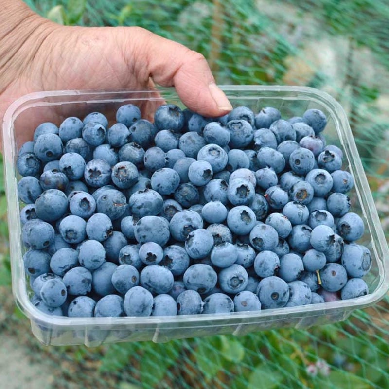 Afin de cultura productiv – Vaccinium corymbosum 'Patriot’ (Highbush Blueberry)
