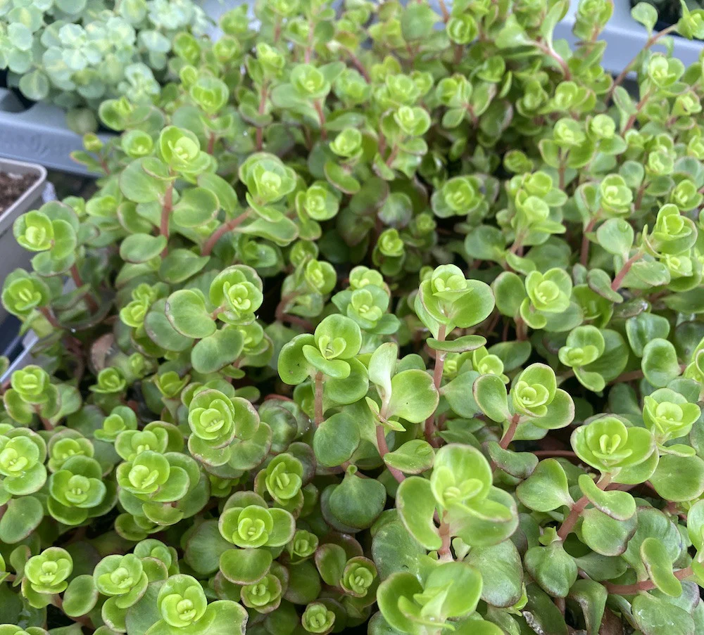 Sedum Coral Reef Green