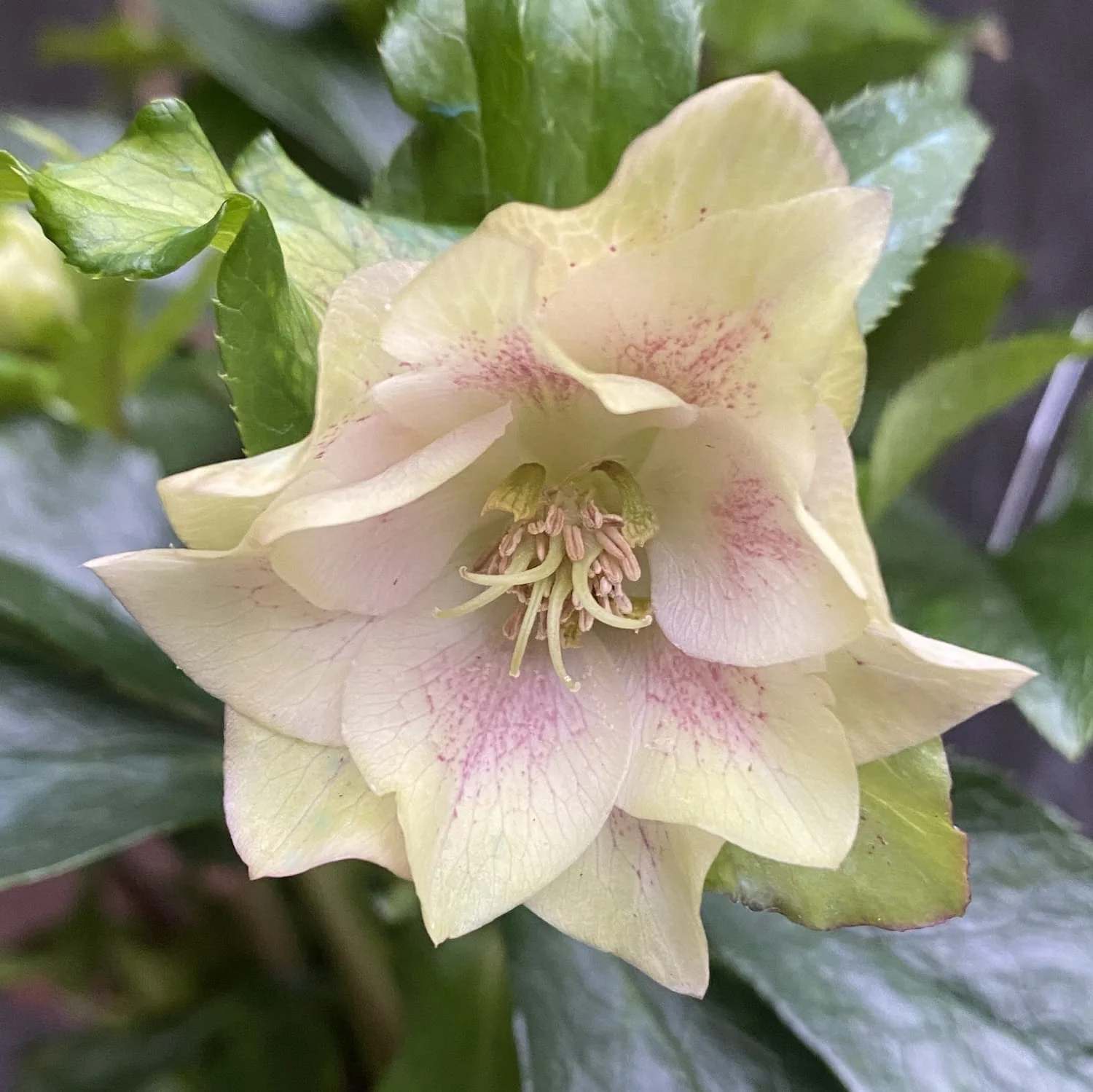 Helleborus orientalis 'Double Ellen Spotted’ (Spanz)
