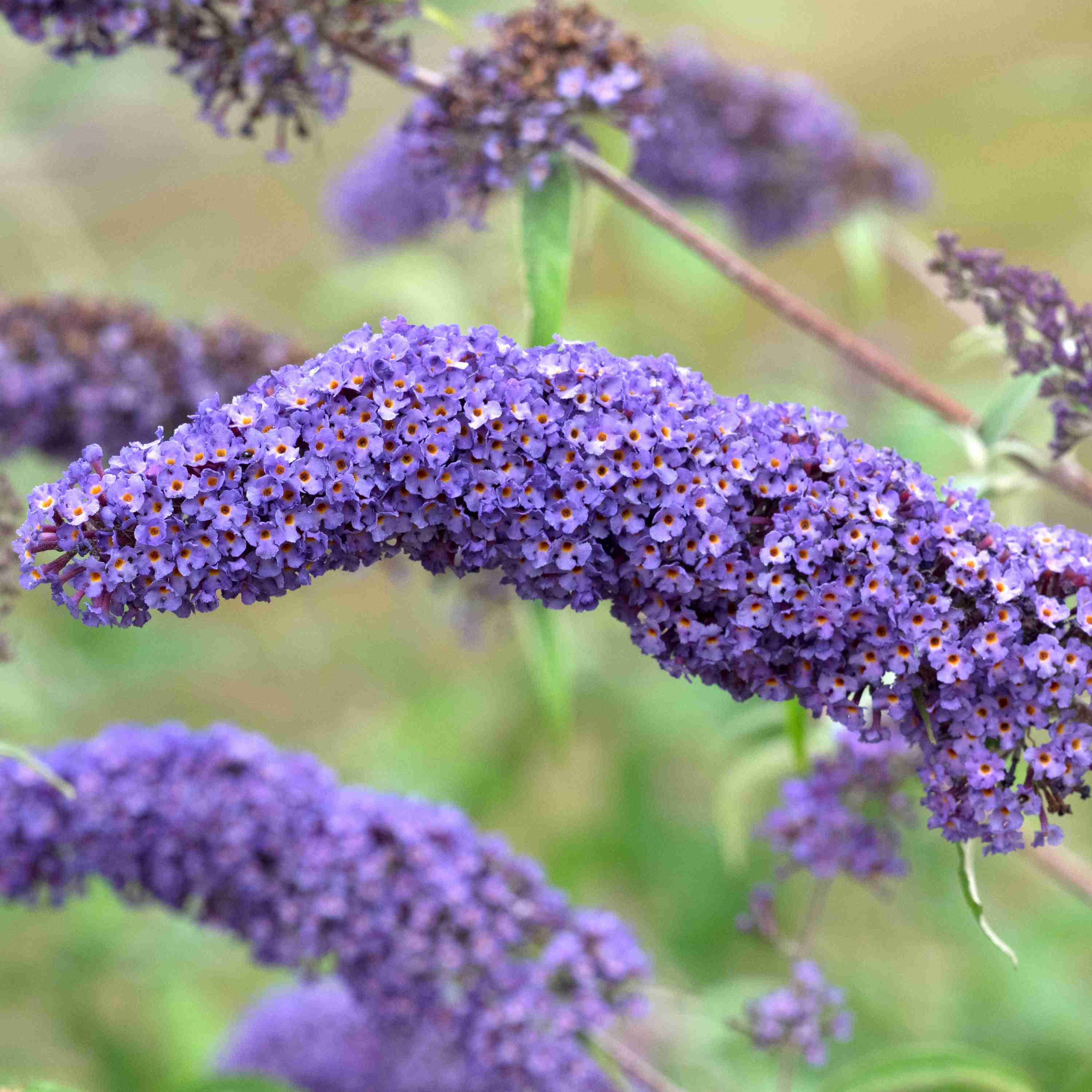 Liliac de vara – Buddleja davidii 'Nanho Blue’