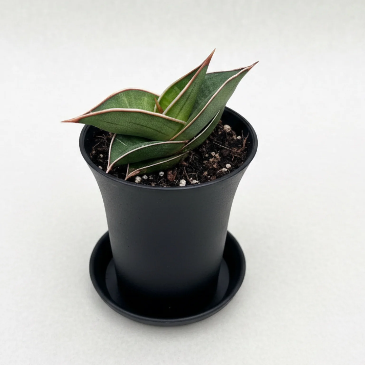 Sansevieria 'Almond Silver’