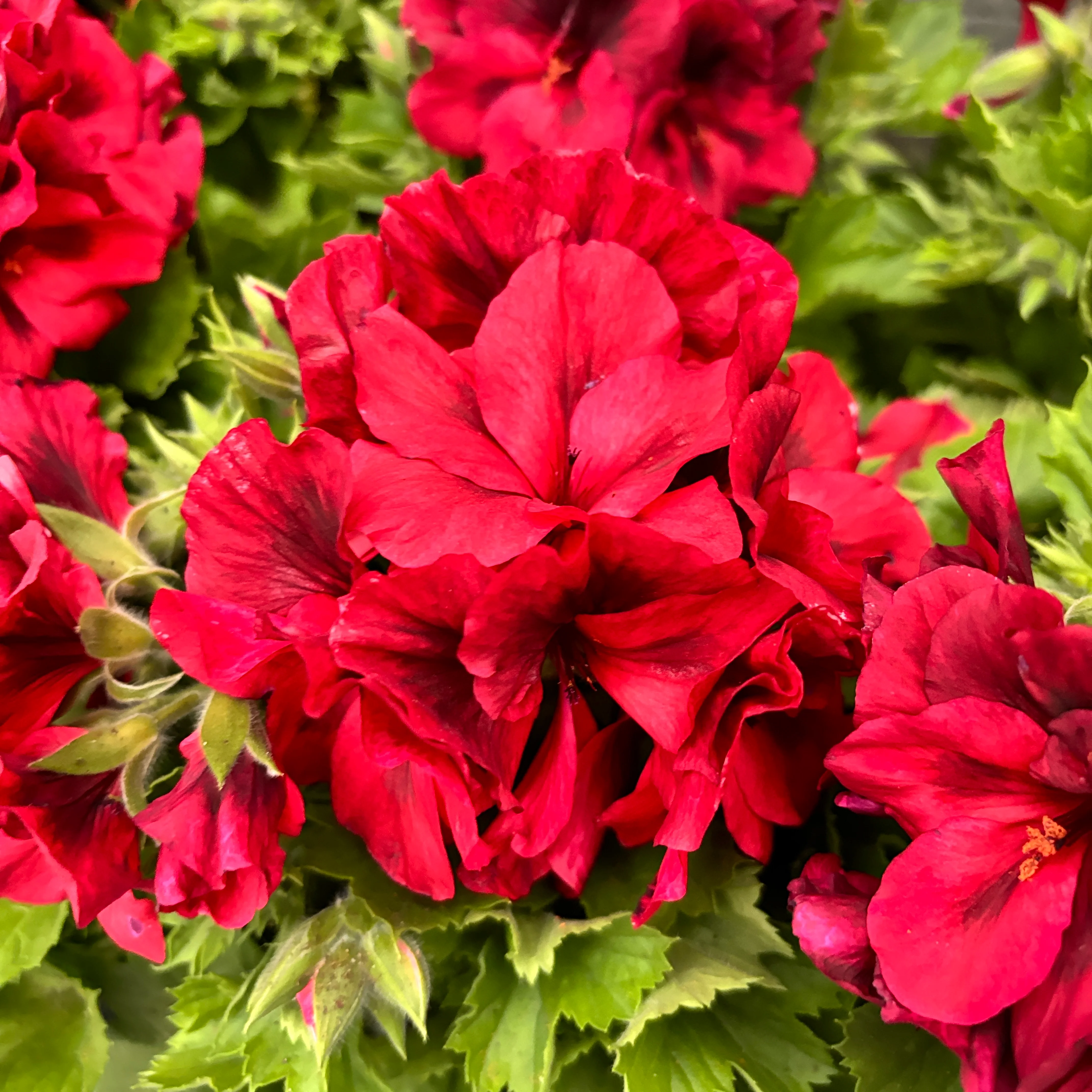 Pelargonium grandiflorum Franny – Muscate englezesti