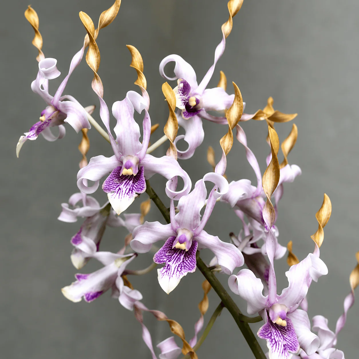 Dendrobium Taiwan Helix (Den. helix × Doctor Uthai)