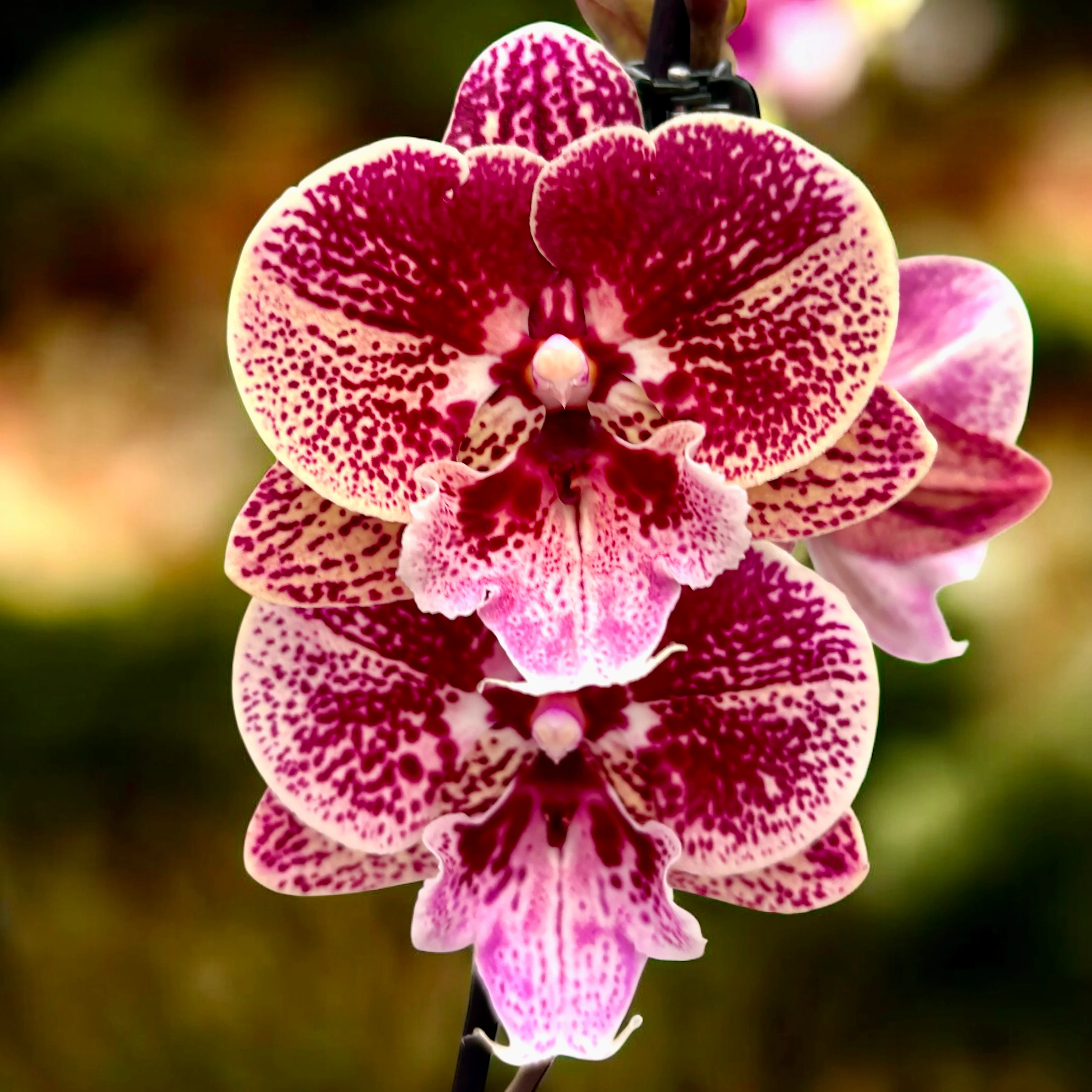 Phalaenopsis Miki Black Witch ’74’ (Ingrid) big lip