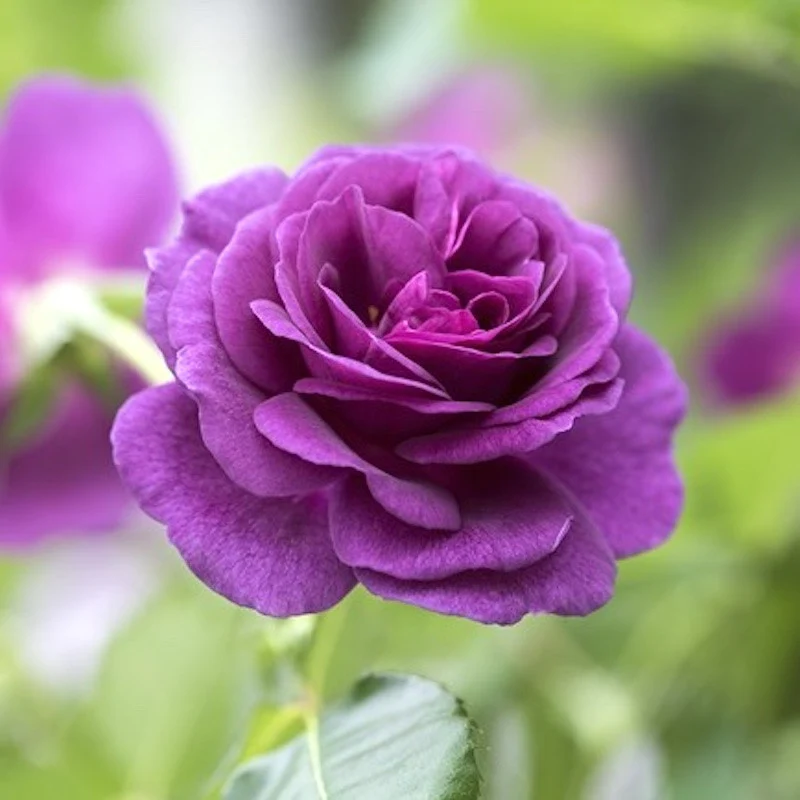 Rosa ‘Minerva’® – Trandafir floribunda, parfumat