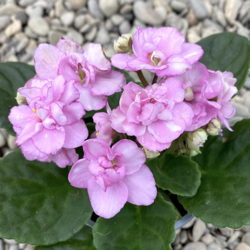 Saintpaulia – violete cu floarea dubla roz dechis