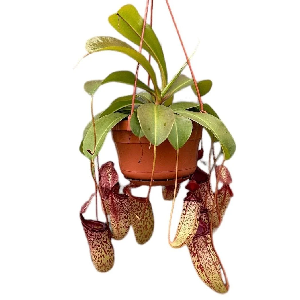 Nepenthes 'Sam’ (Monkey Jars) – O planta carnivora spectaculoasa!