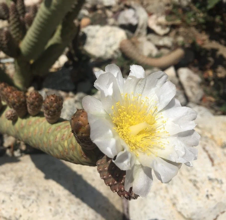 Tephrocactus strobiliformis (Pine Cone Cactus)