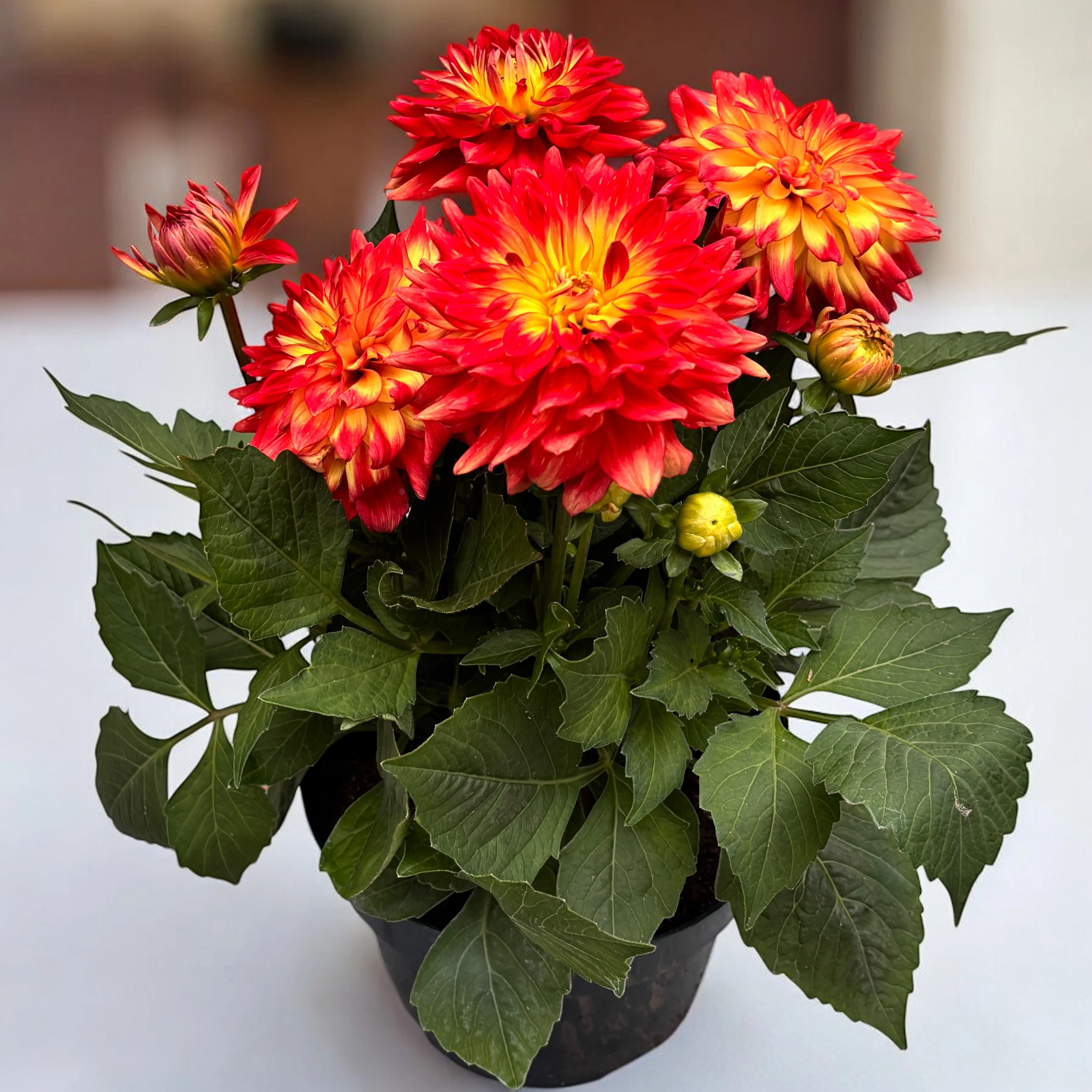 Dahlia Labella Maggiore ‘Fun Flame’ – dalii cu flori mari, inflorire abudenta, exemplare XXL