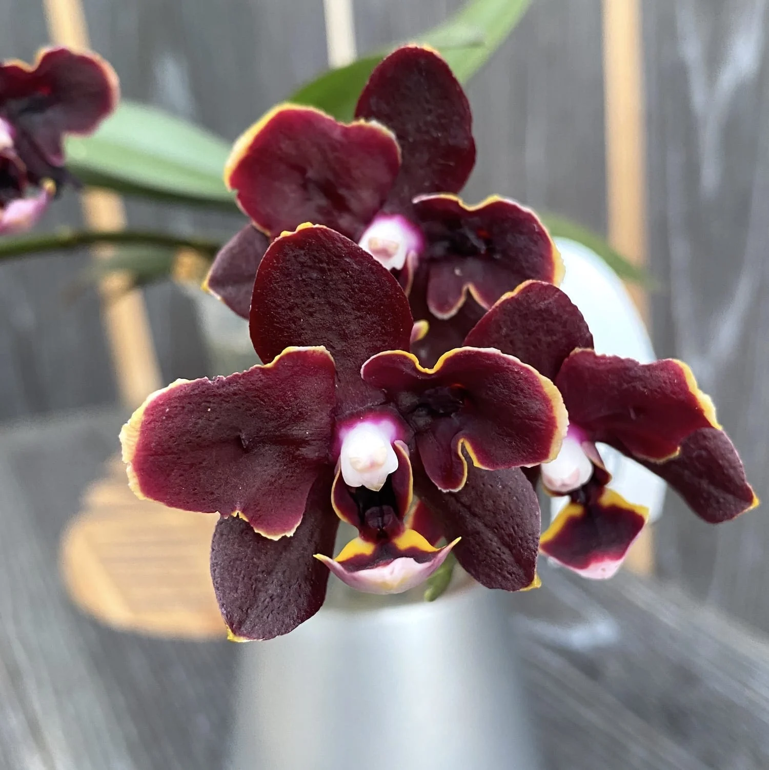Phalaenopsis Yaphon Green Batman × Miki Black Bat (variation 06)