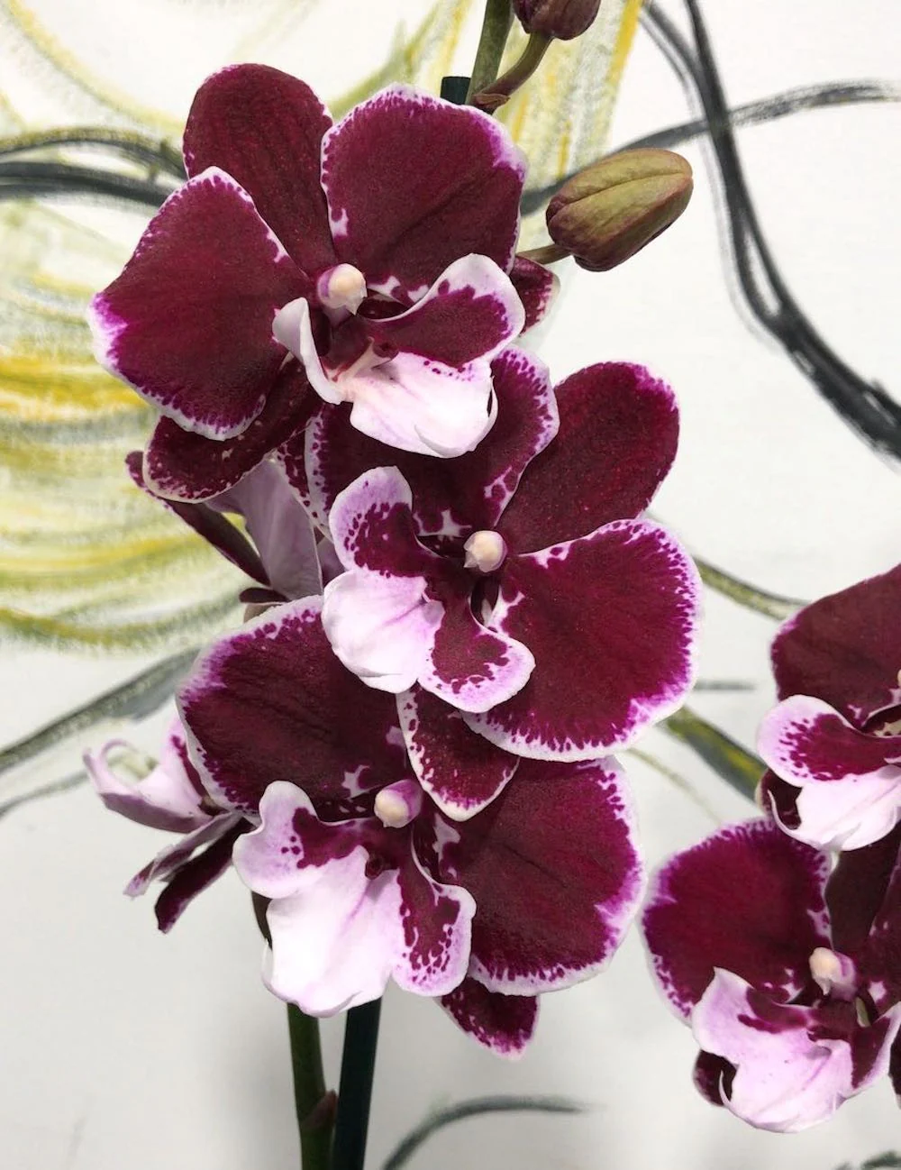 Phalaenopsis Reyoung Edie Big Lip