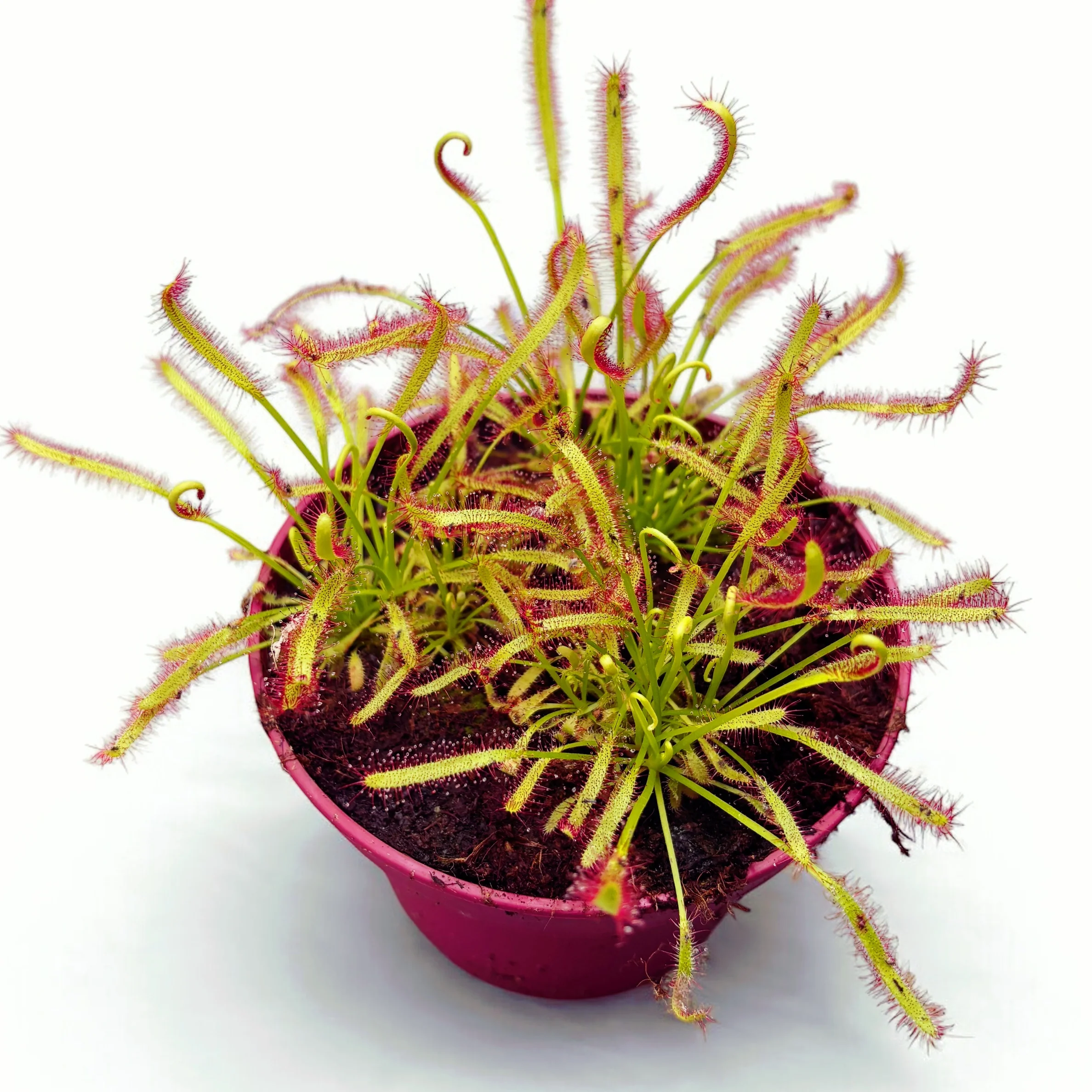 Drosera Capensis 'Red’ (Roua cerului)