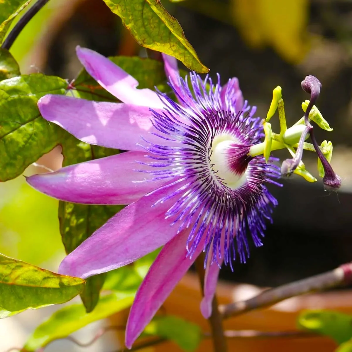 Passiflora 'Amethyst’ – floarea pasiunii