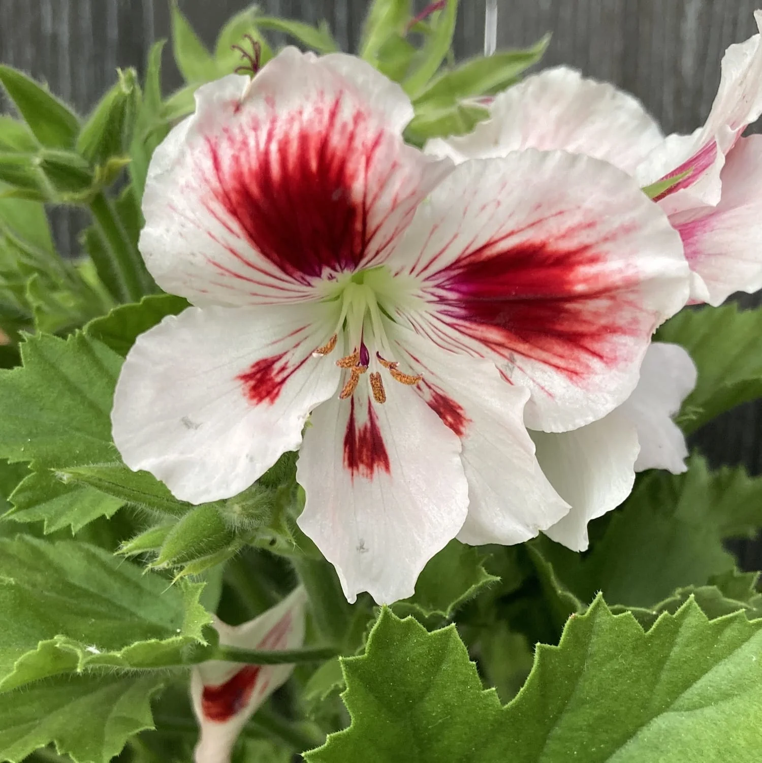 Pelargonium Grandiflorum Mona Lisa – muscate englezesti
