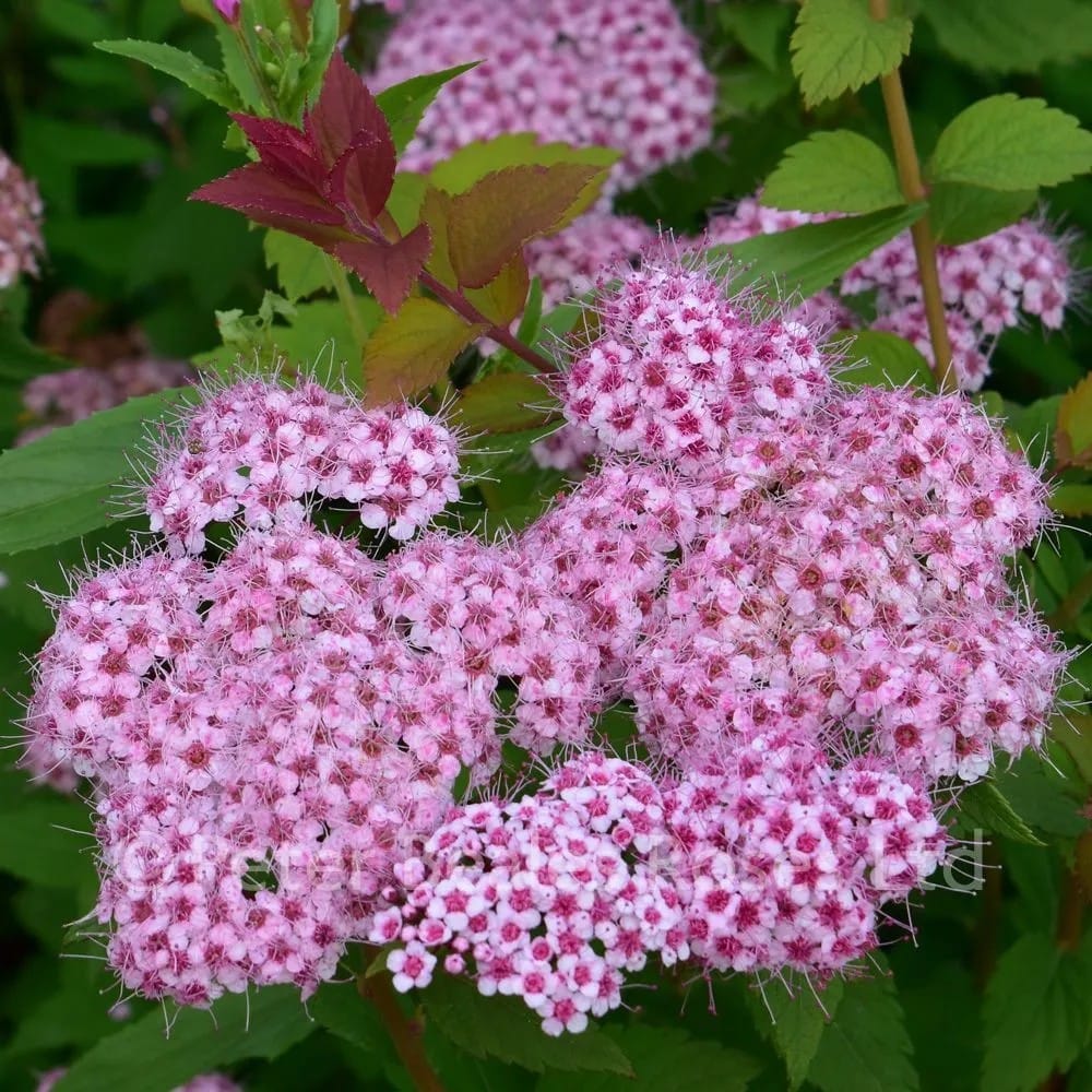 Spiraea japonica ‘Little Princess’ – arbust compact cu inflorire roz delicata si aspect elegant (Cununiță roz)