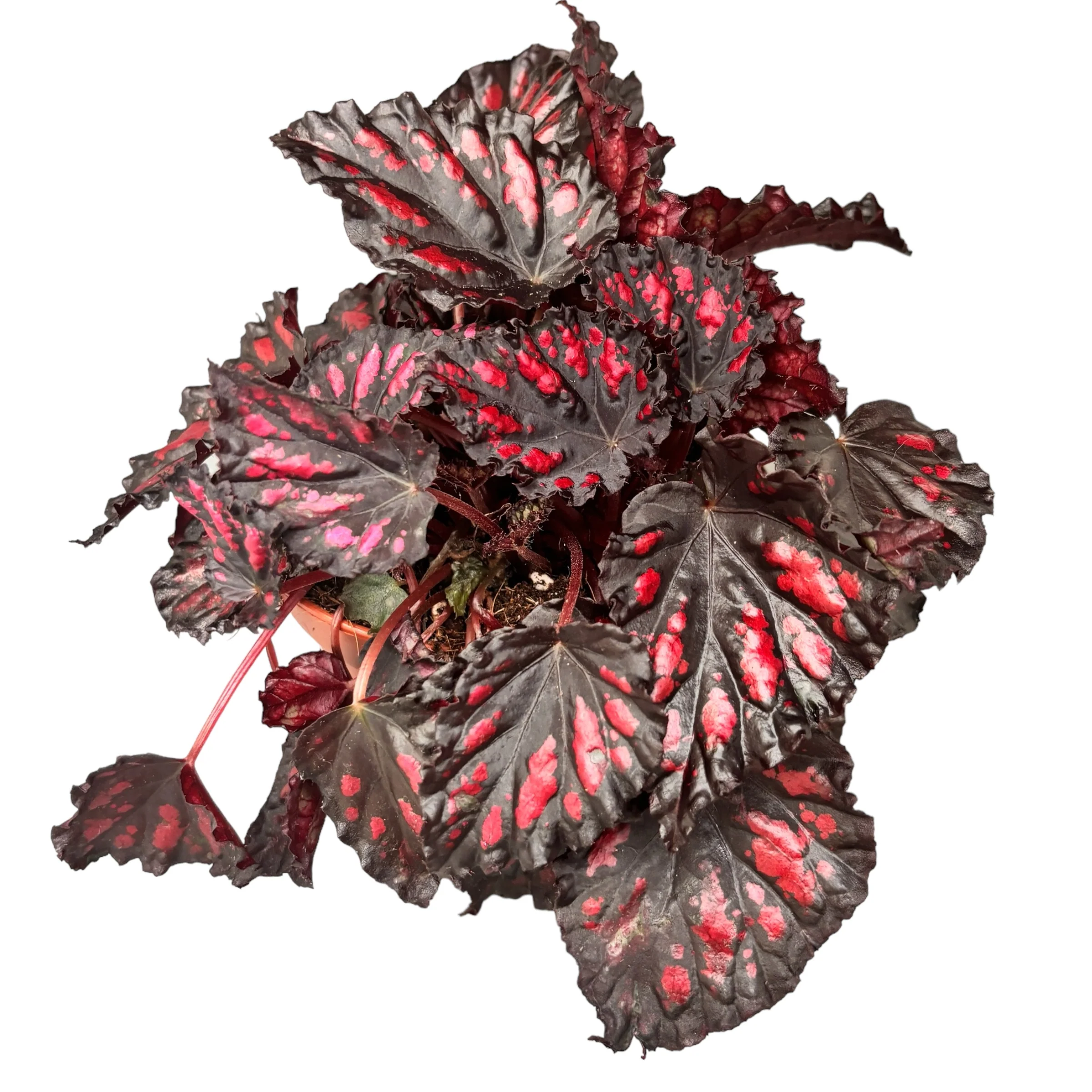 Begonia Magic Colours 'Etna’
