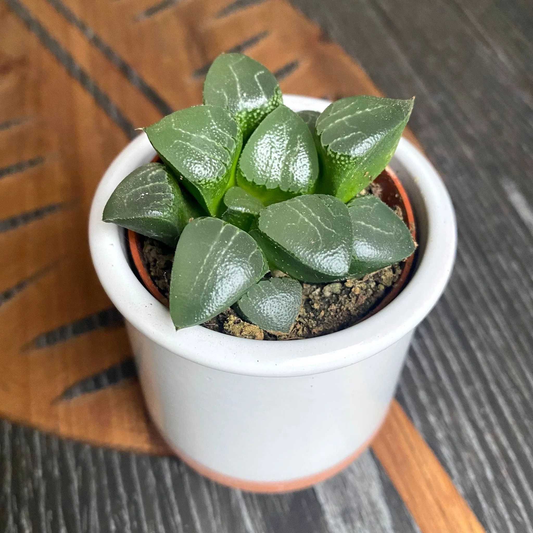 Haworthia retusa hibrid