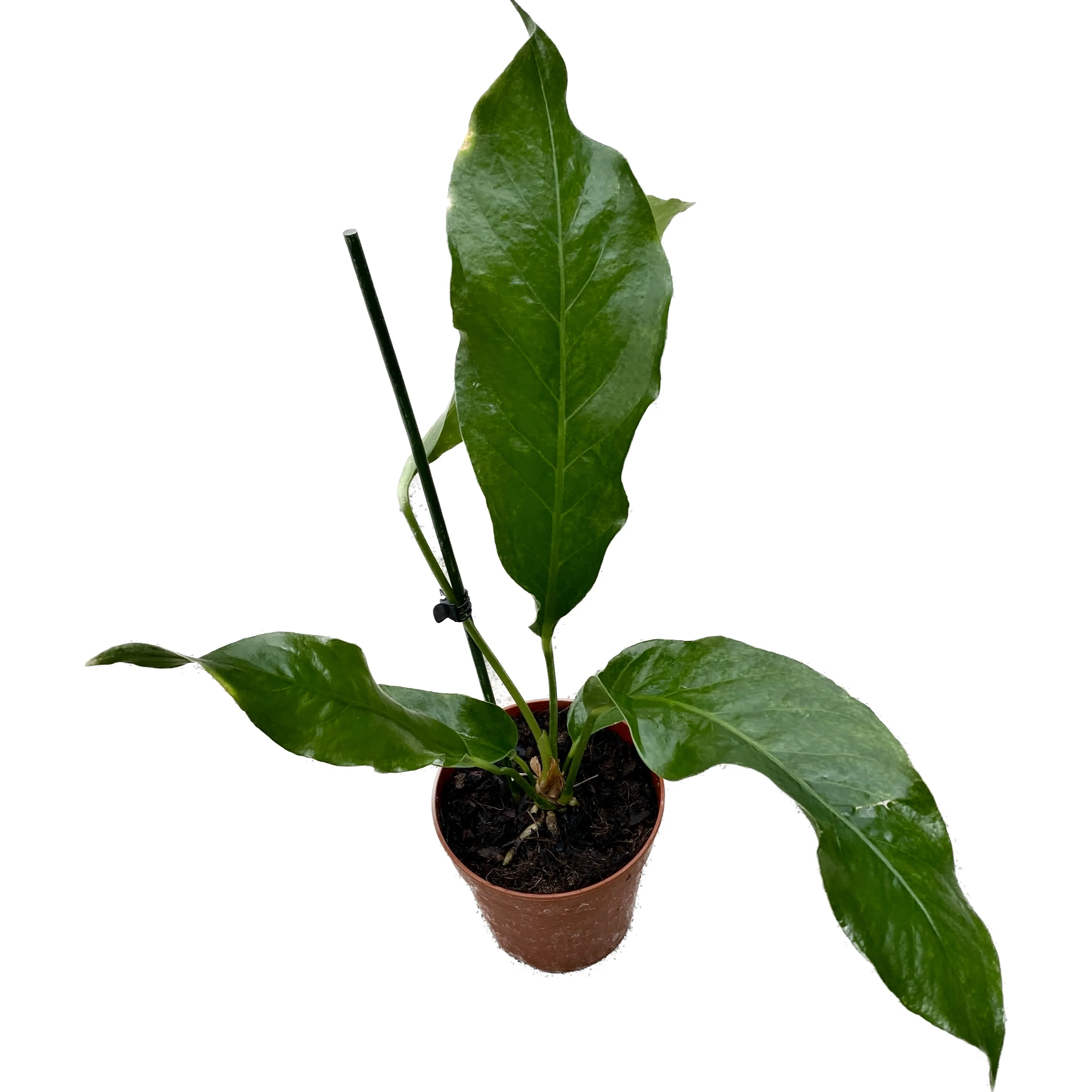 Anthurium Hookeri (Bird’s nest Anthurium)