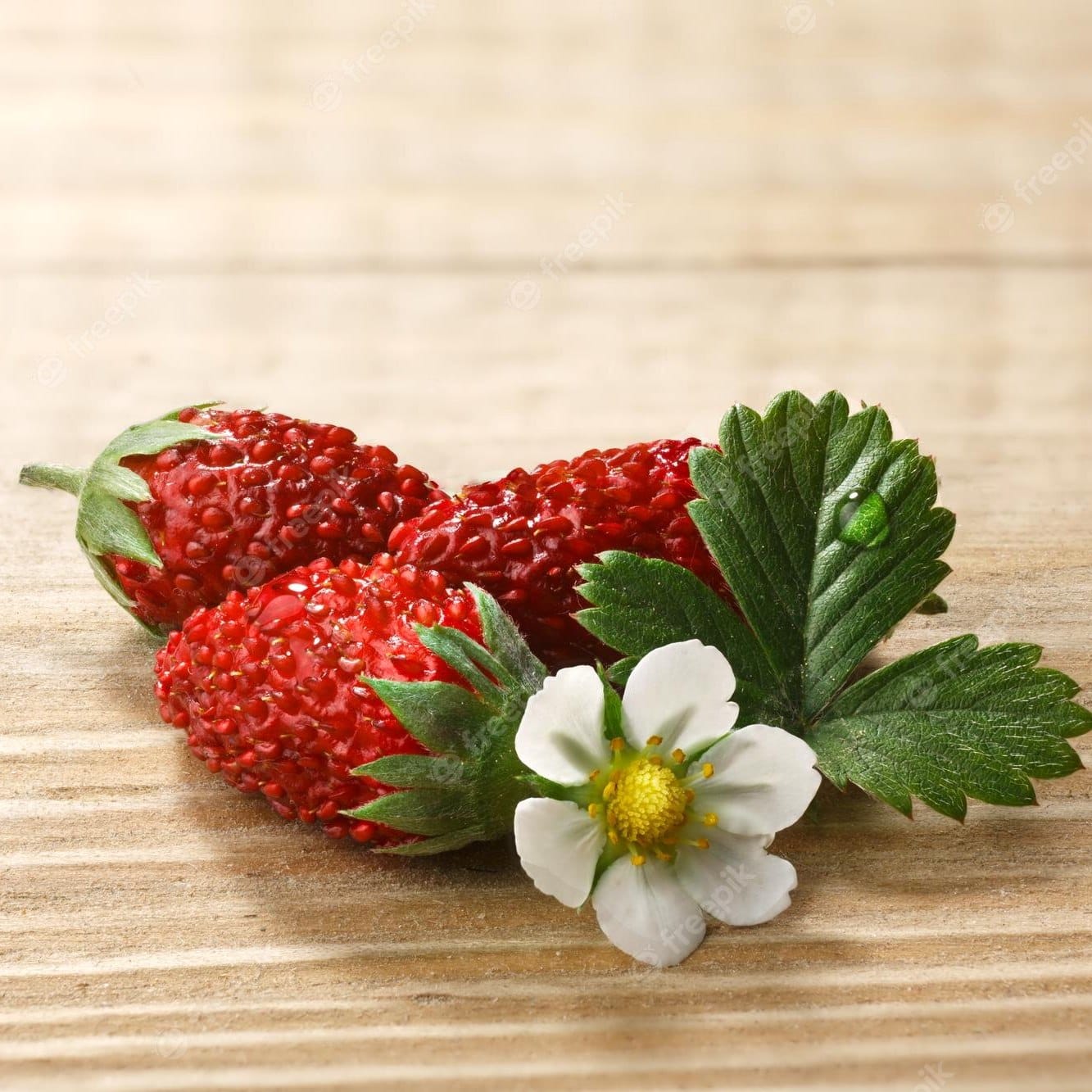 Fragute alpine – Fragaria vesca 'Alpen Rot’