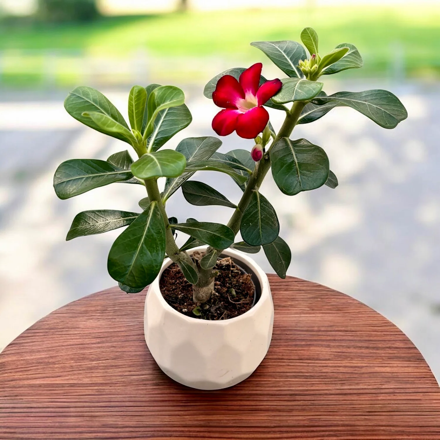 Adenium obesum 'Anouk’ (trandafirul desertului) D9