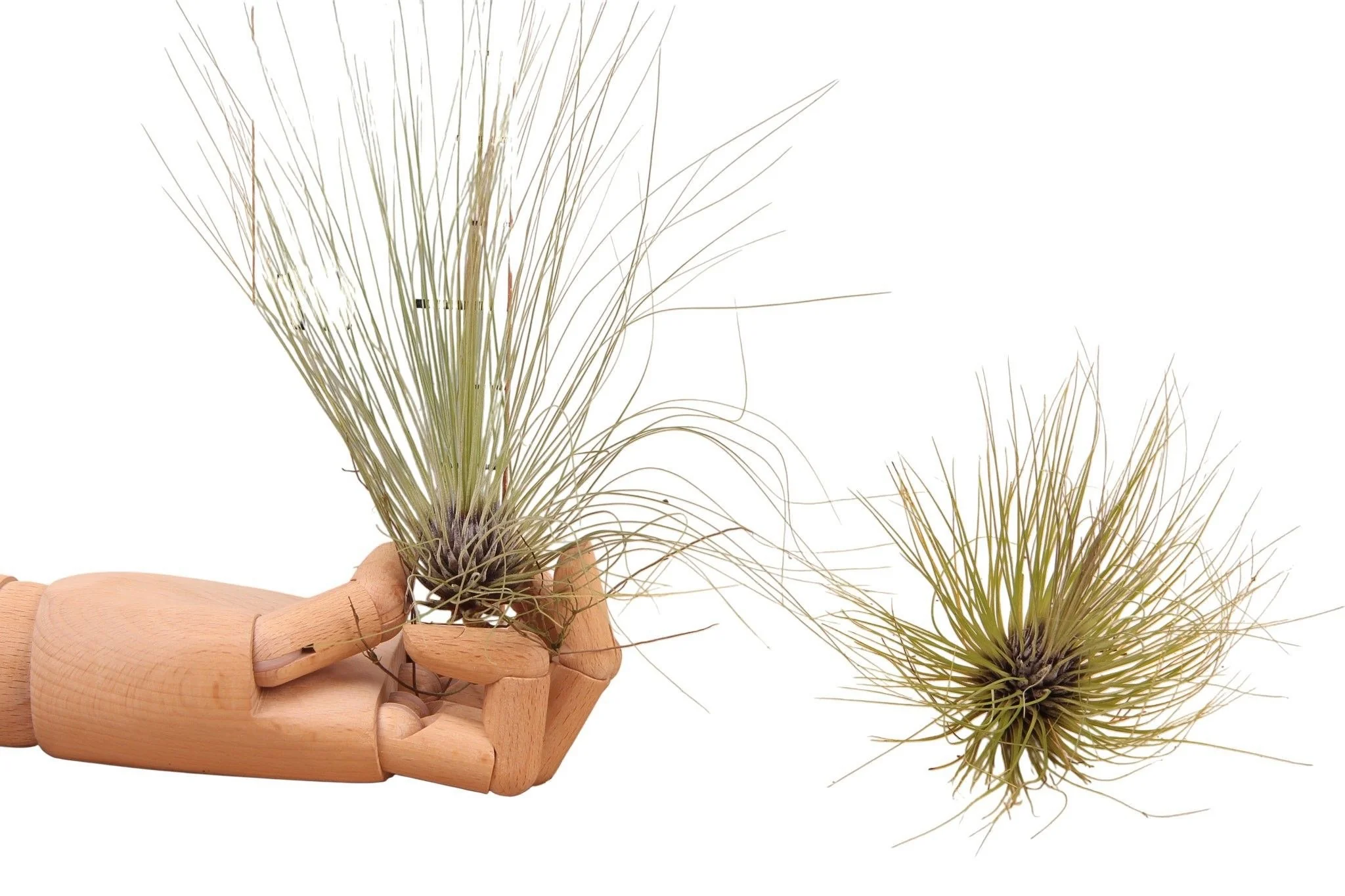 Tillandsia filifolia – planta aeriana cu frunzis fin si flori violet parfumate