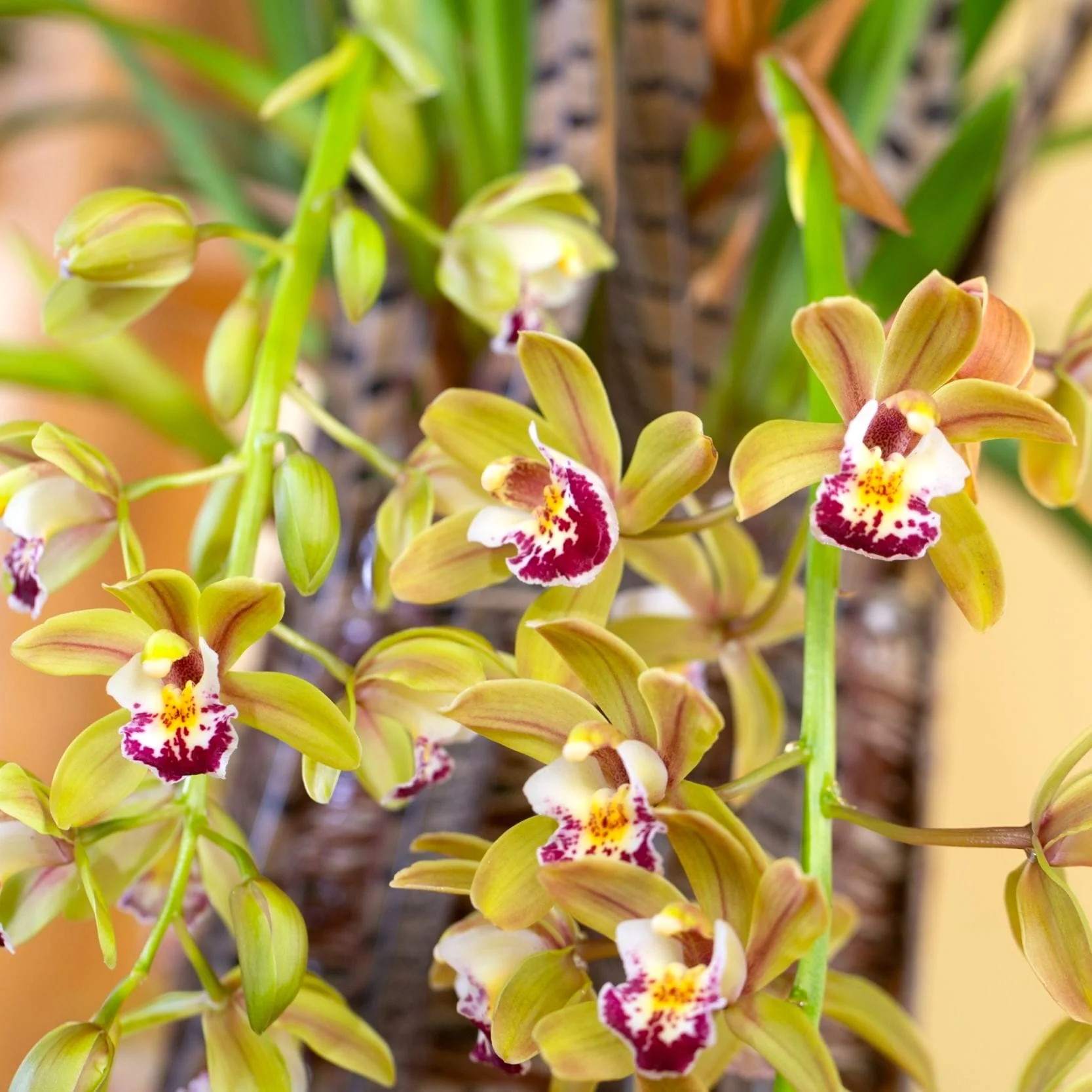 Cymbidium Argiro (curgator)