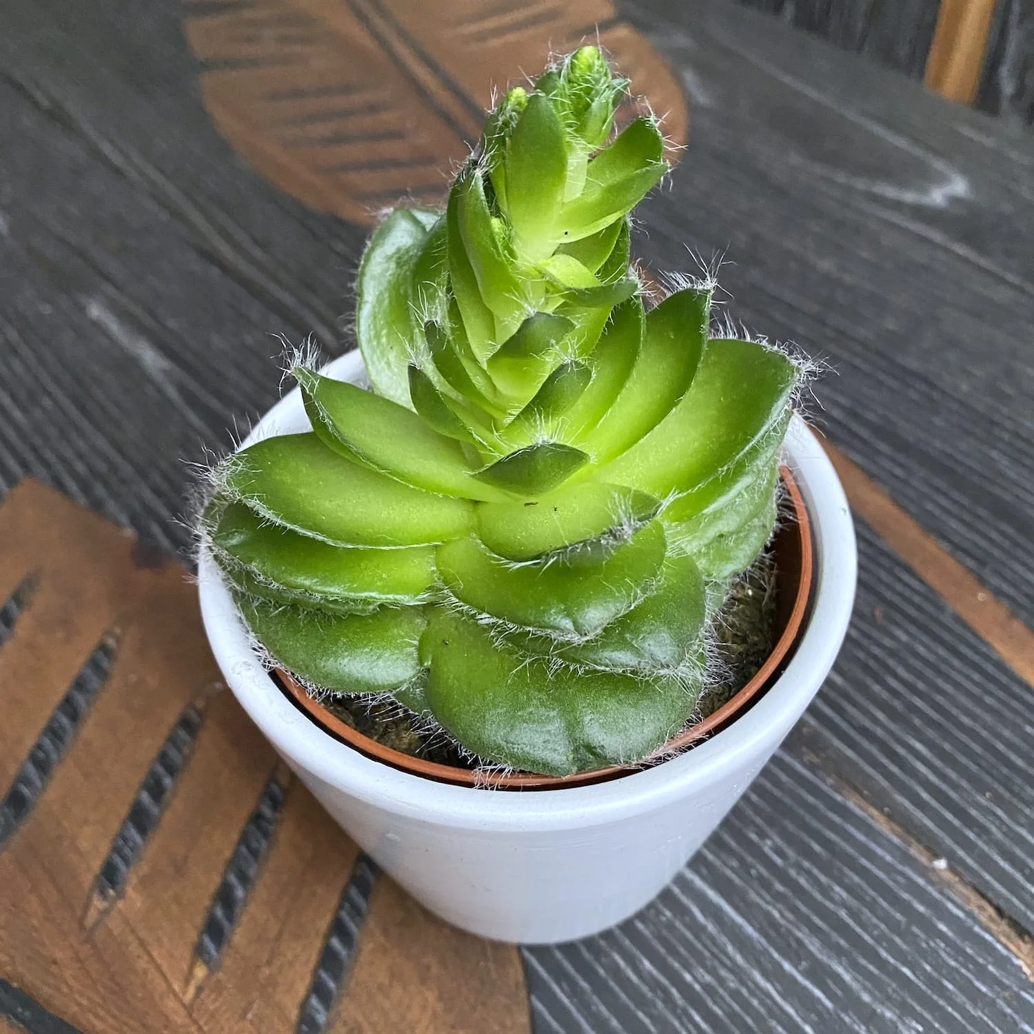 Crassula capitella var.setosa f.turrita