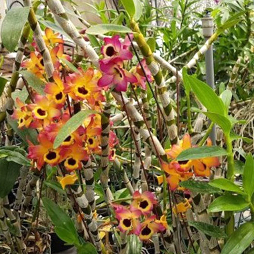 Dendrobium Oriental Smile parfumat