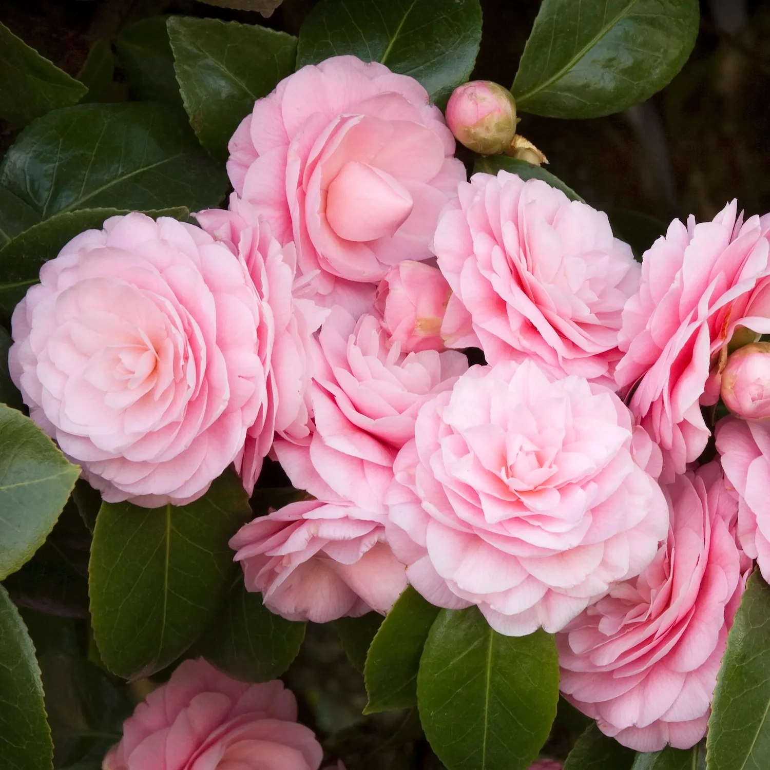 Camellia japonica 'Double Pink’ – rezistenta la inghet, exemplare tinere