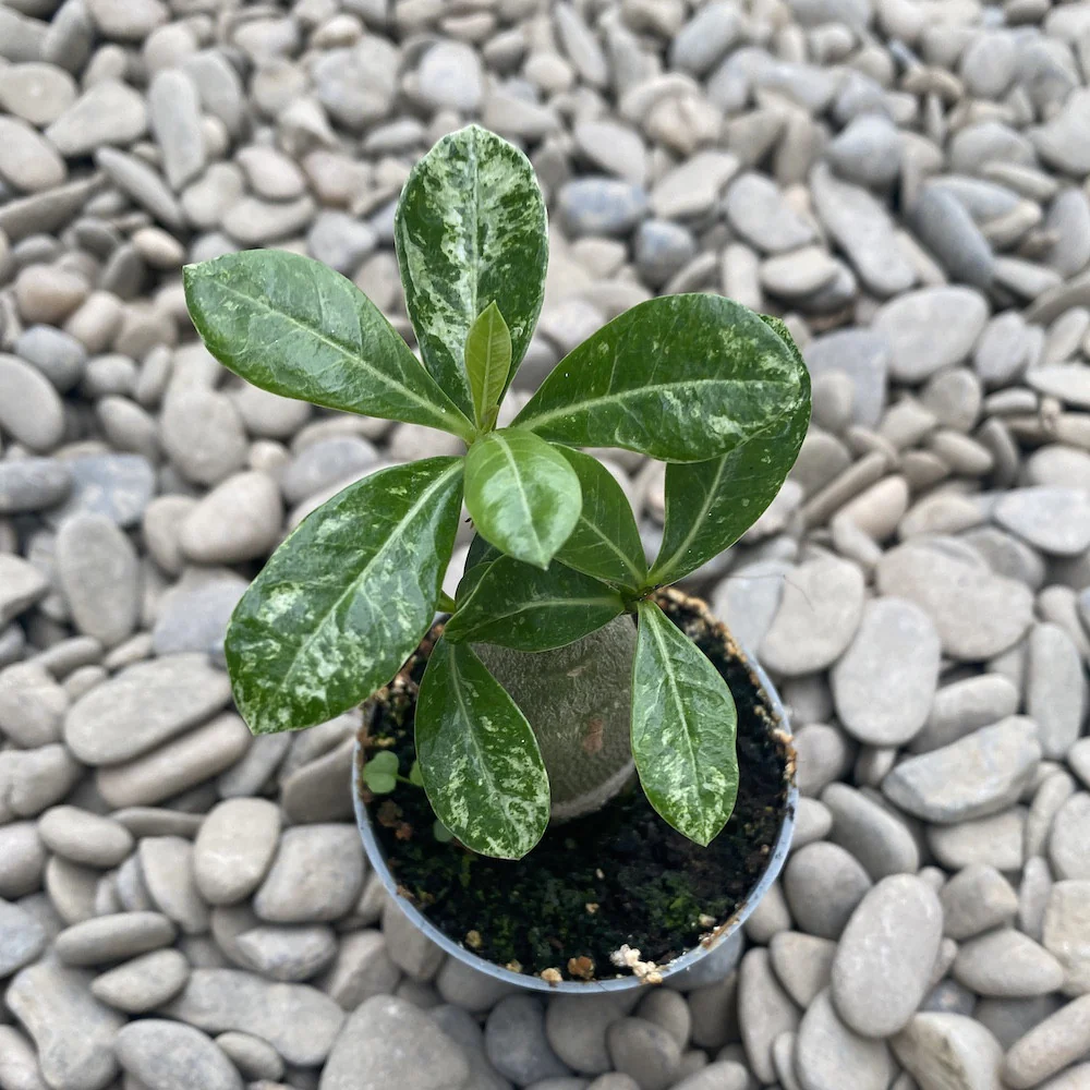 Adenium Obesum variegat (babyplant)