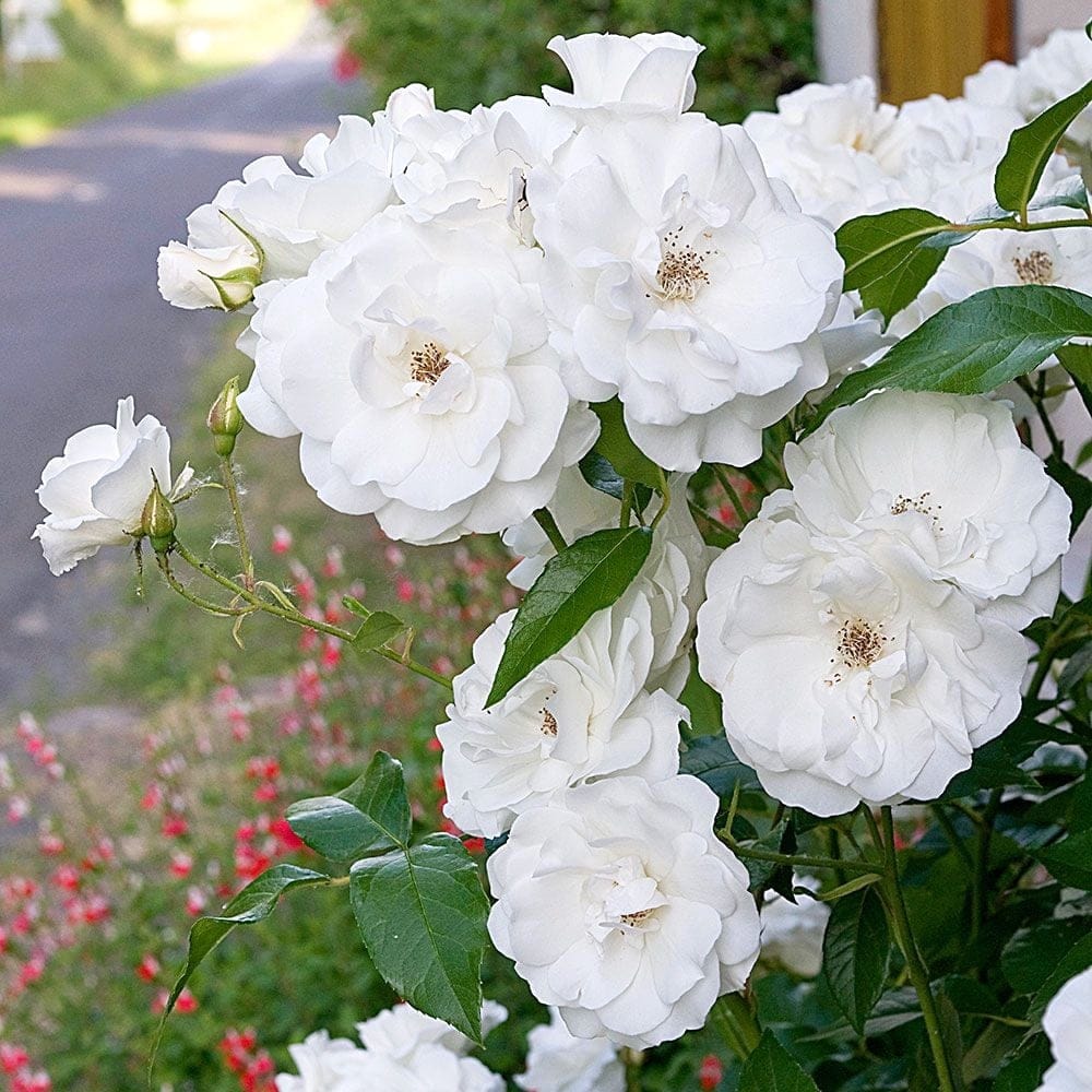 Rosa ‘Dream Queen’® – Trandafir floribunda alb, catarator, parfumat (Rosa Iceberg)