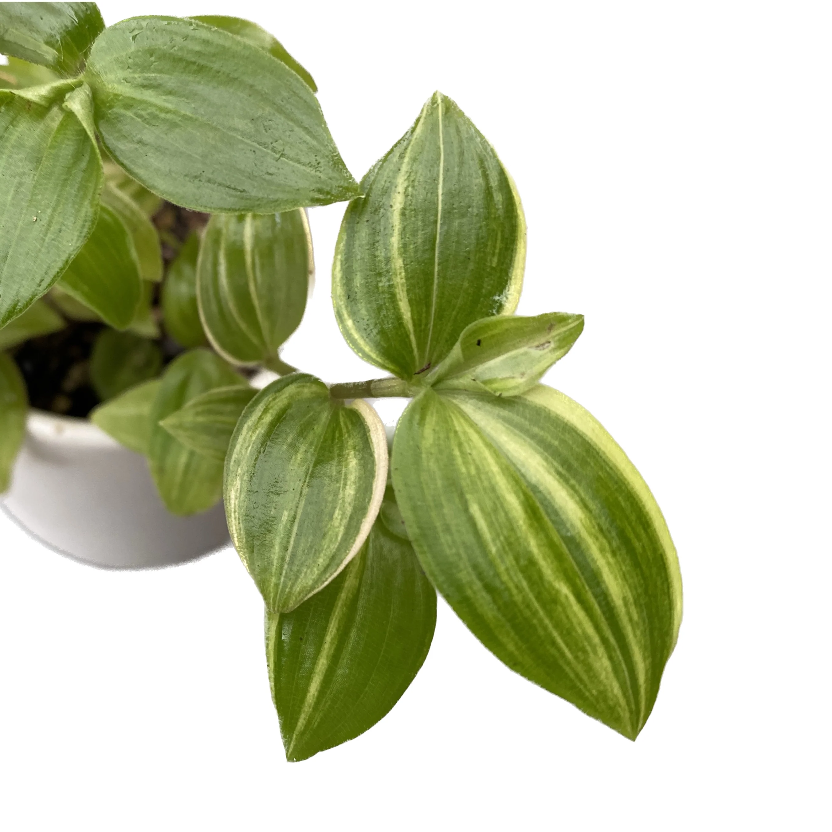 Tradescantia 'Yellow Hill’ babyplant