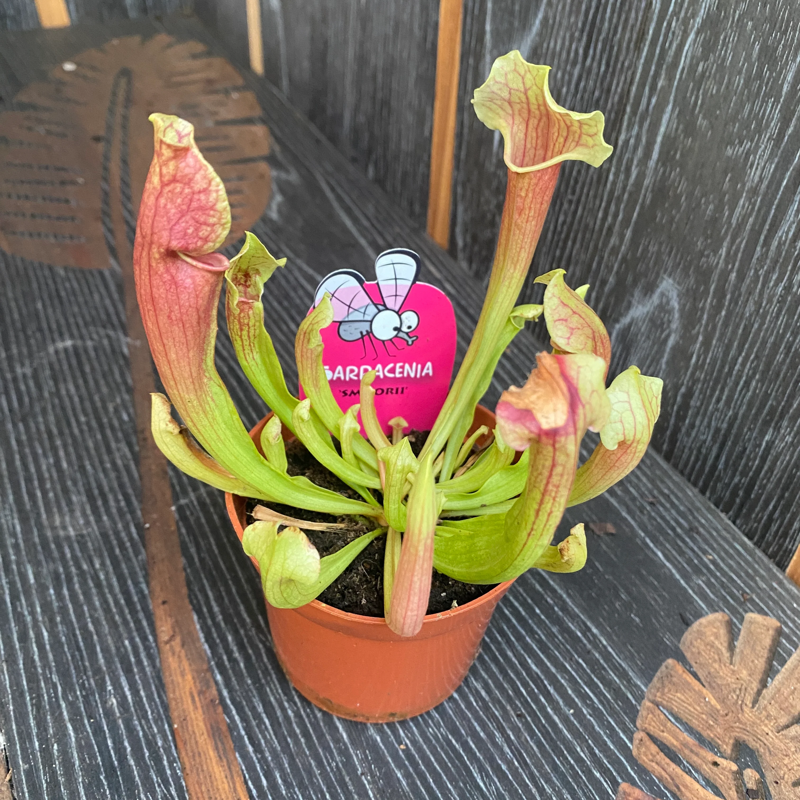 Sarracenia Smoorii – Planta Ulcior