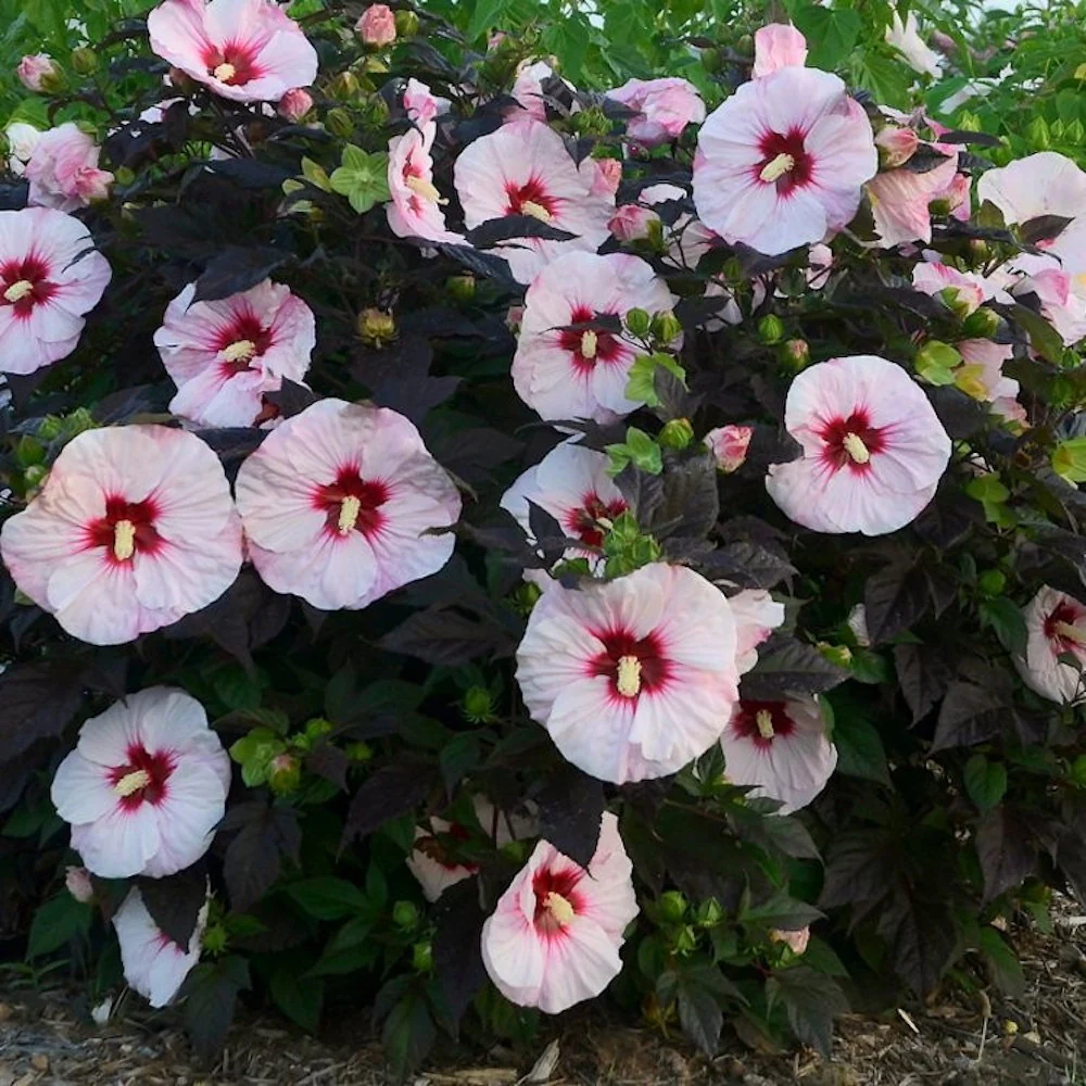 Hibiscus moscheutos Carousel ‘Jolly Heart’ – hibiscus de gradina cu flori albe uriase