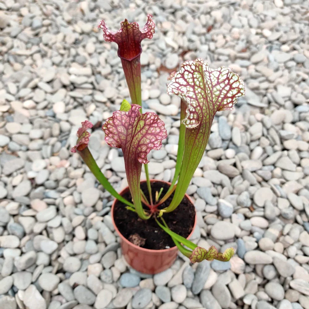 Sarracenia Farnhamii – Planta Ulcior (planta carnivora)