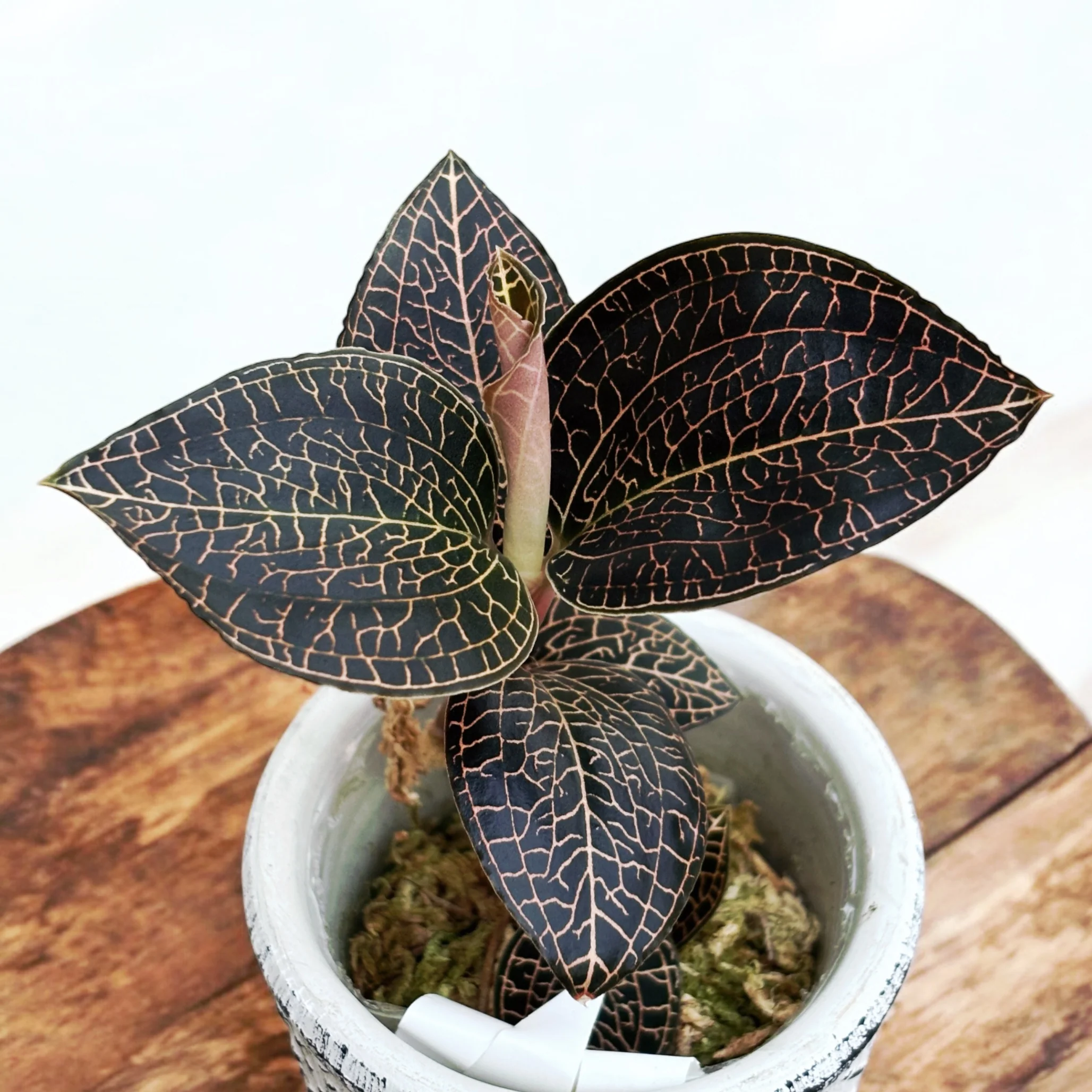 Anoectochilus roxburghii hayata 'Hong Sia’ (Jewel Orchid)