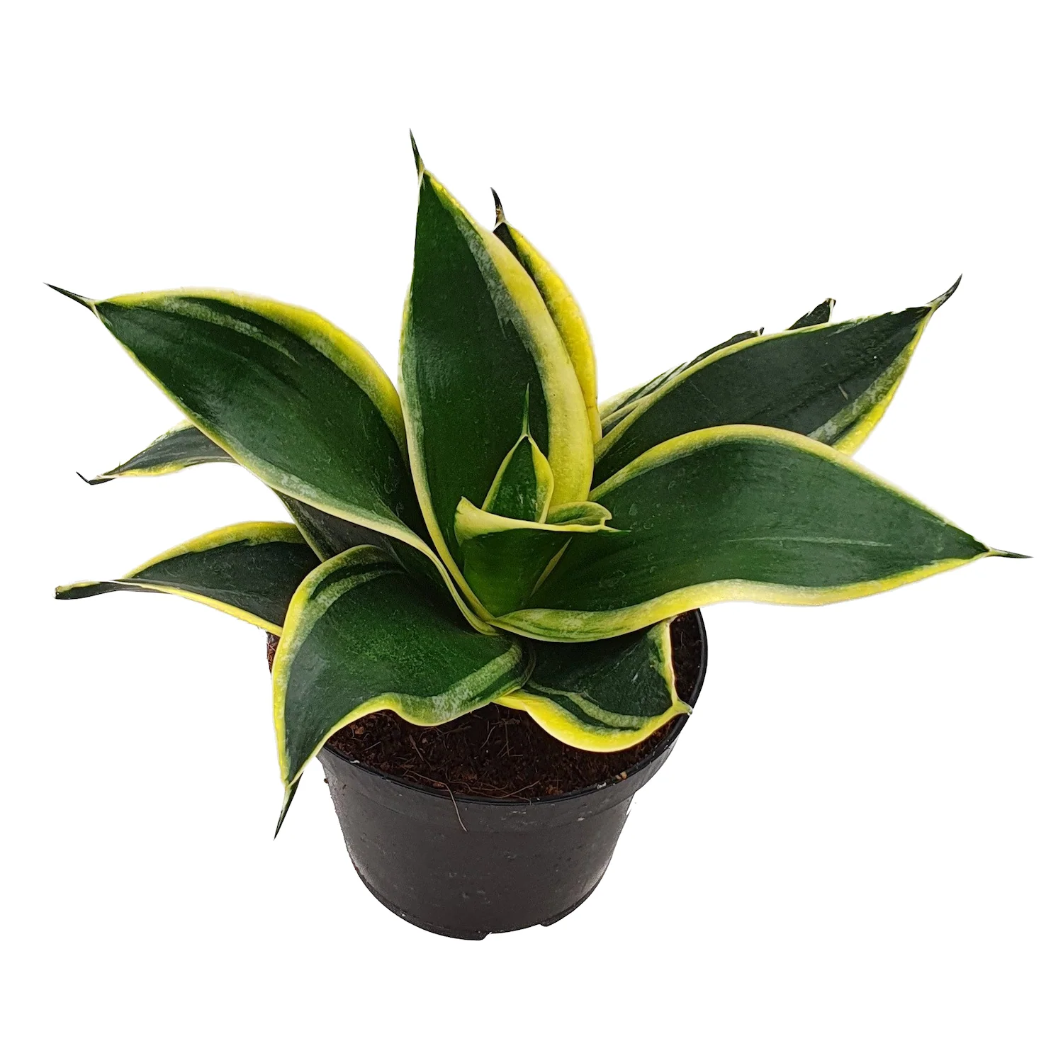 Sansevieria hahnii 'Black Star’