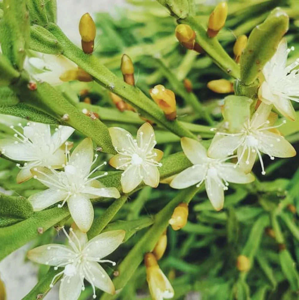 Rhipsalis Ewaldiana (neinflorita)